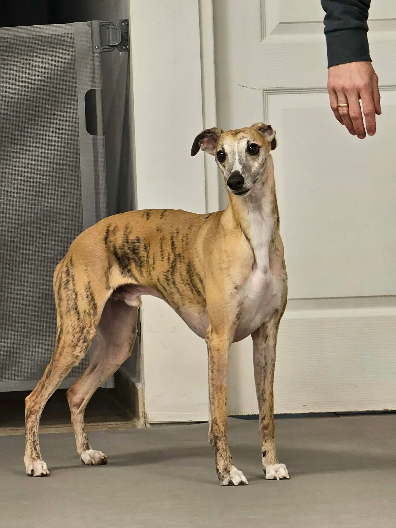 Zdjęcie klubu Dogvia