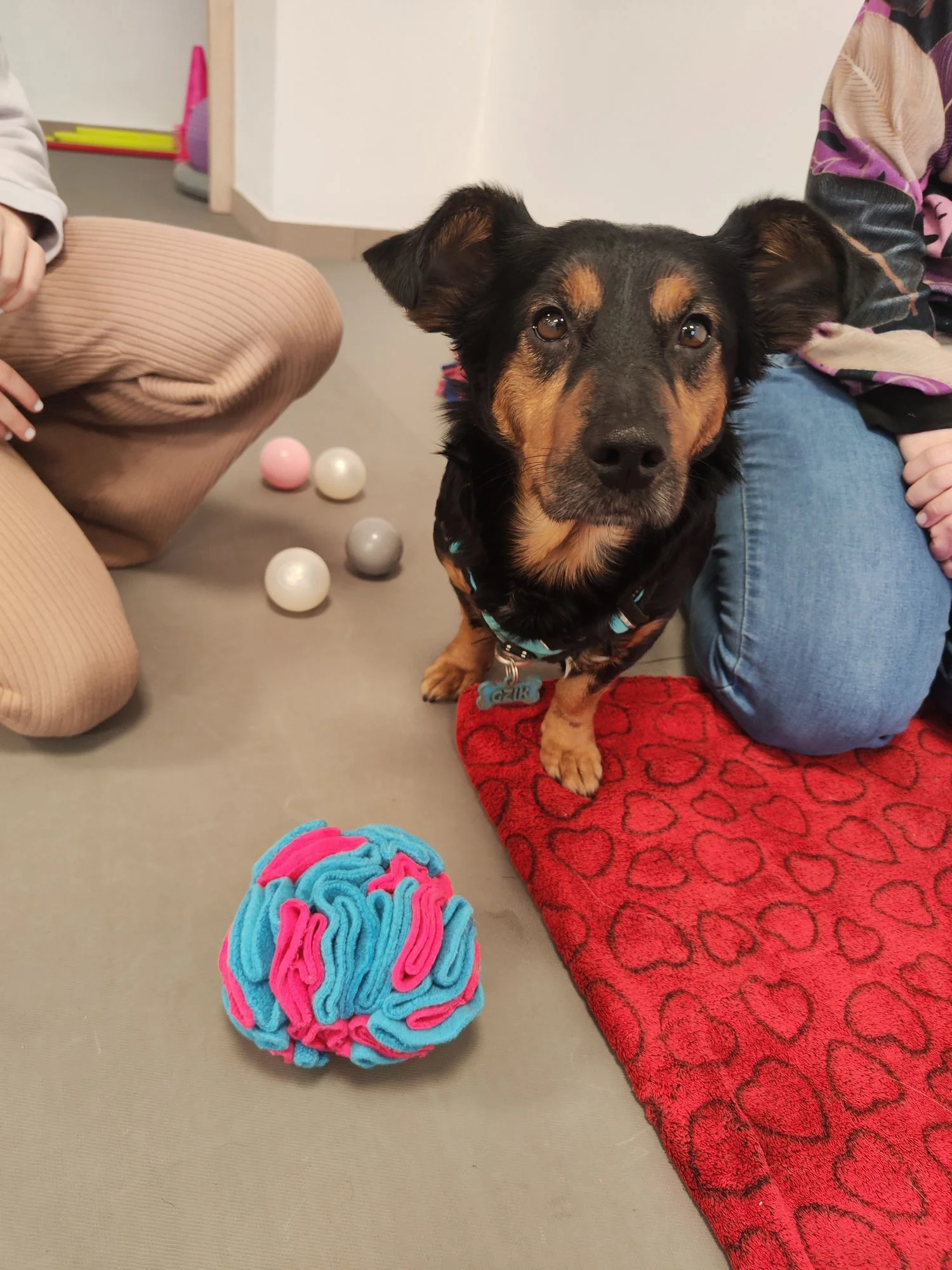 Zdjęcie klubu Dogvia