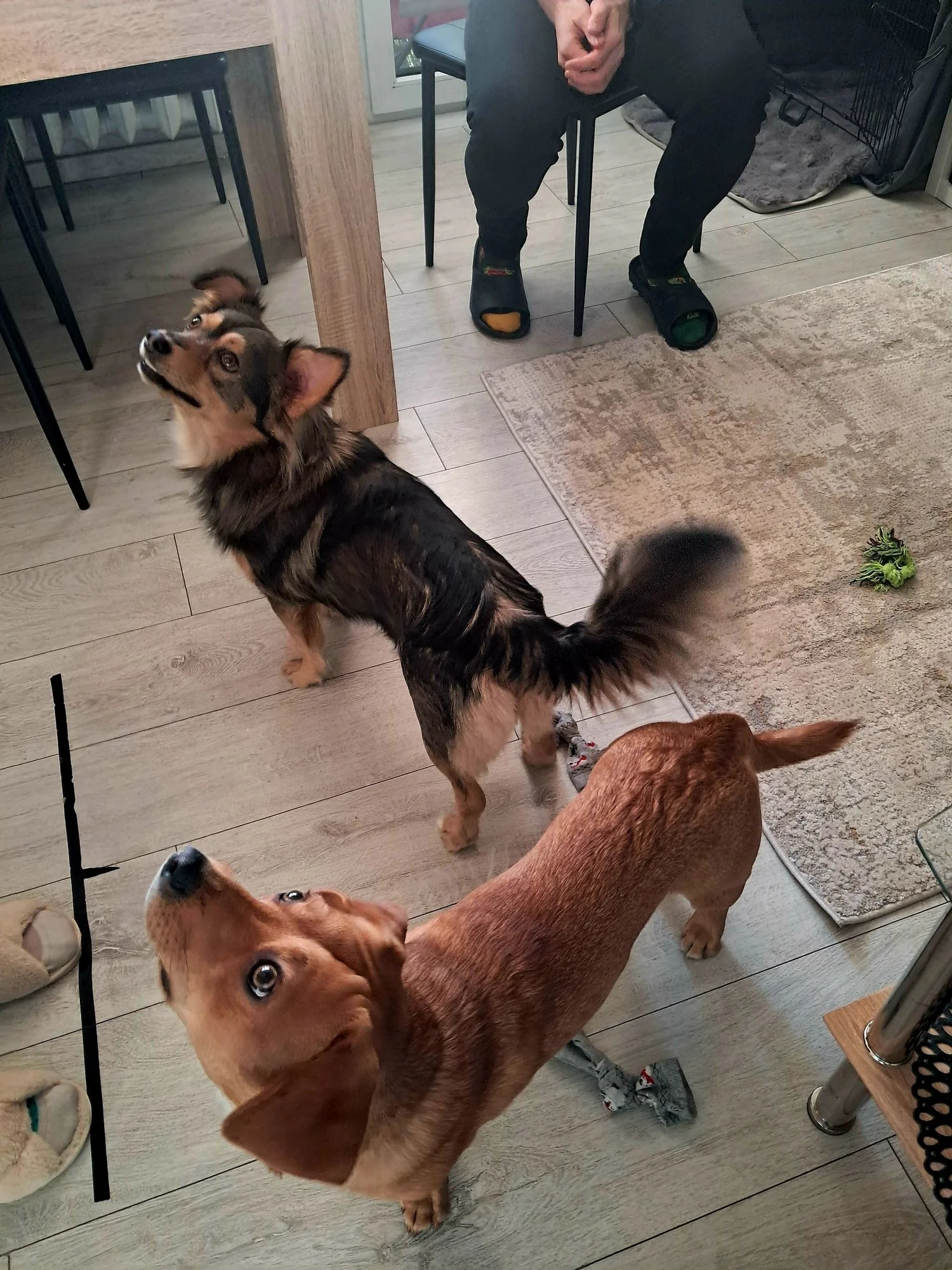 Zdjęcie klubu PIESkownica Poznań