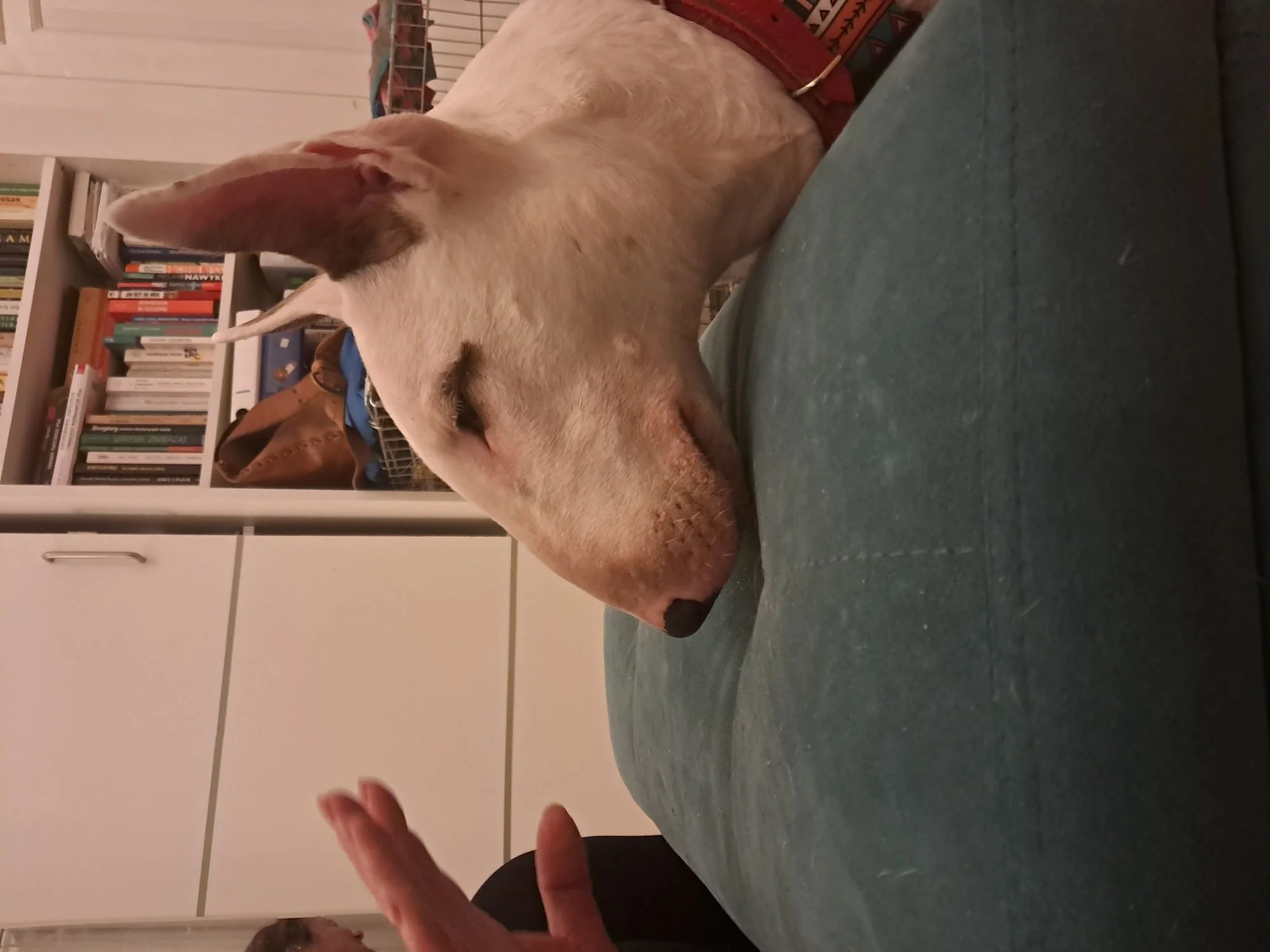 Zdjęcie klubu PIESkownica Poznań