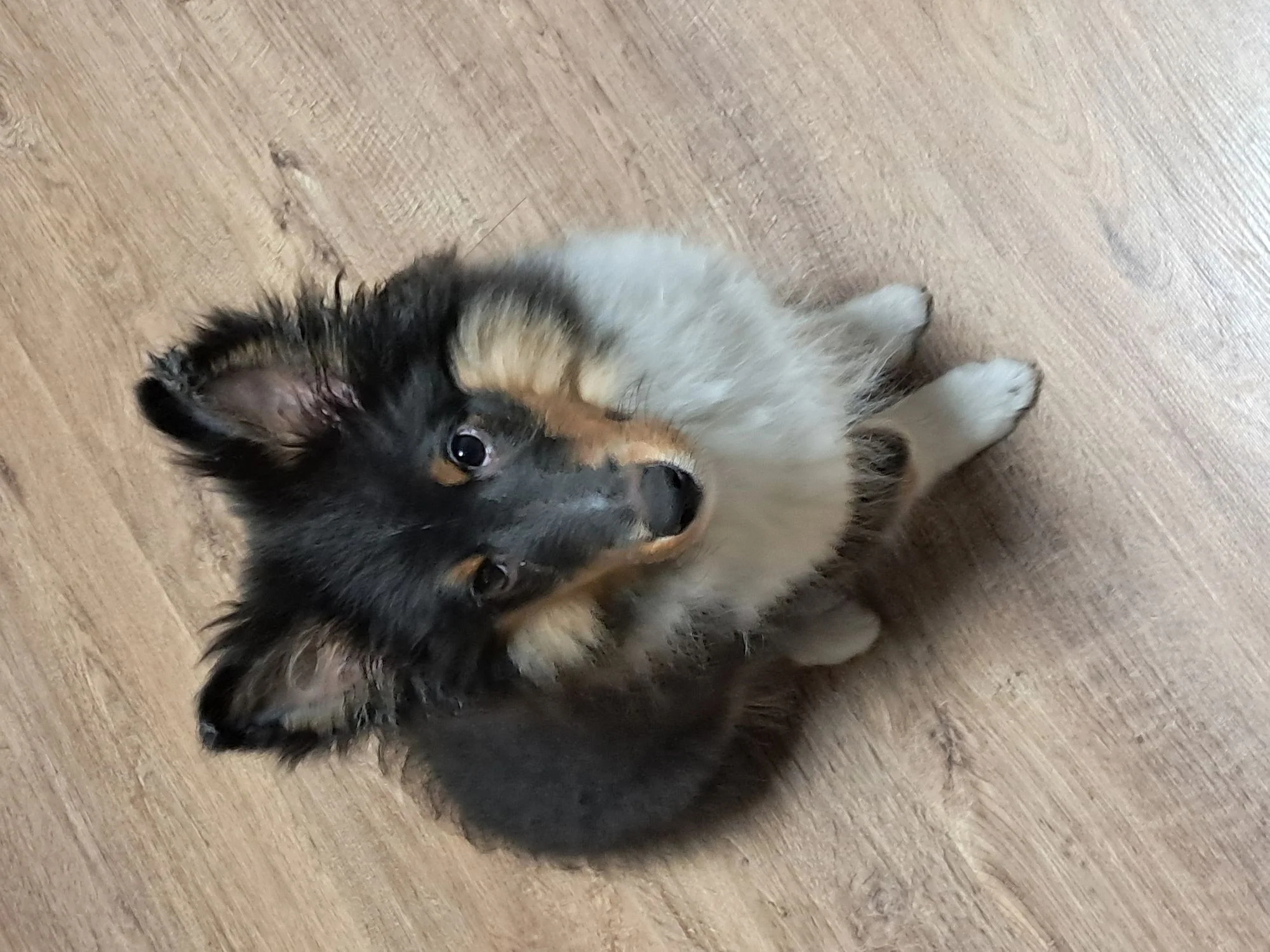 Zdjęcie klubu PIESkownica Poznań