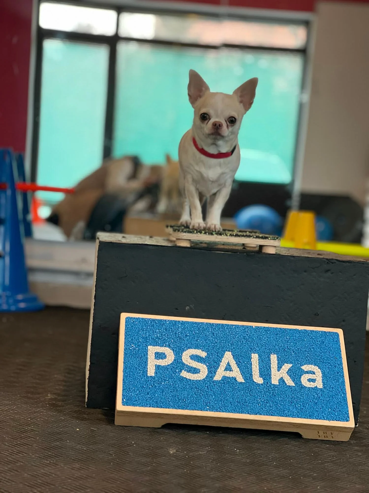 Zdjęcie klubu PSAlka