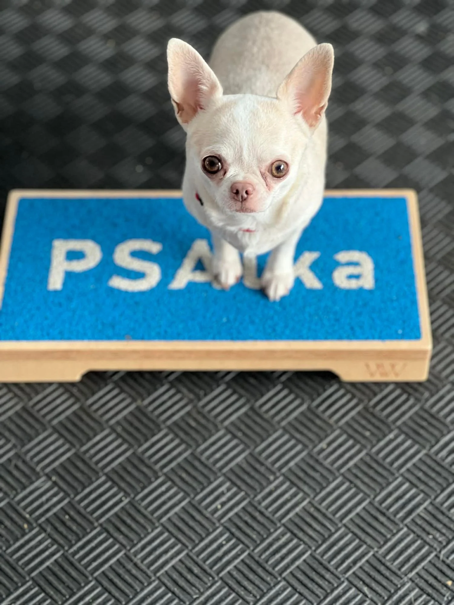 Zdjęcie klubu PSAlka