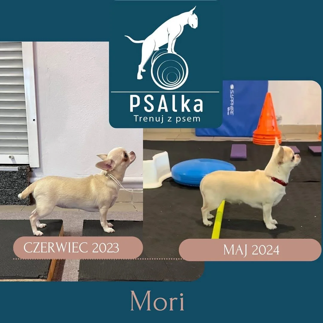 Zdjęcie klubu PSAlka