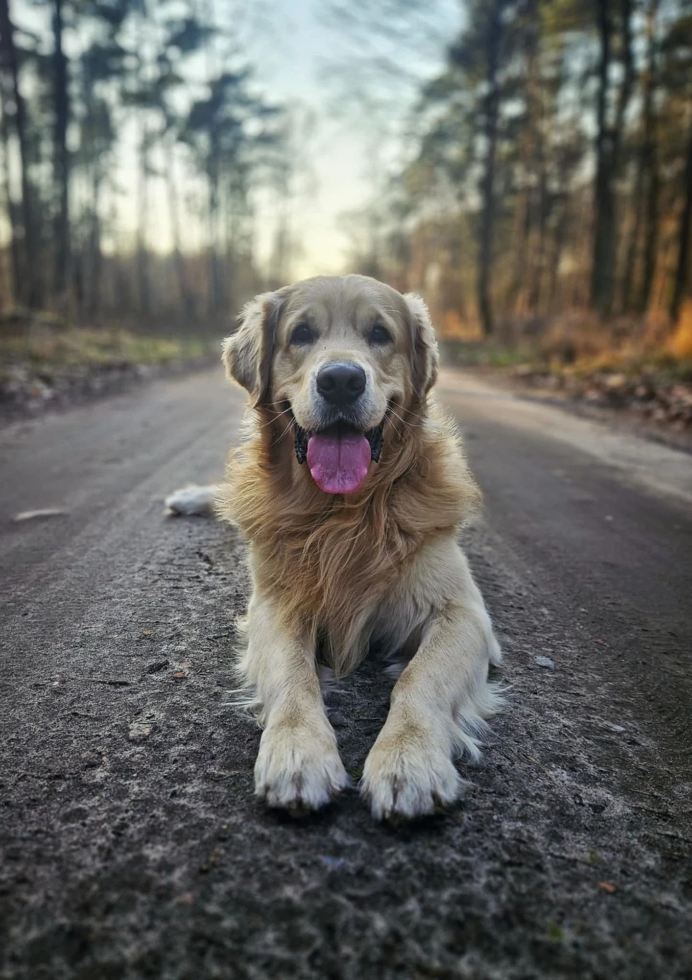 Zdjęcie klubu Złoty pies