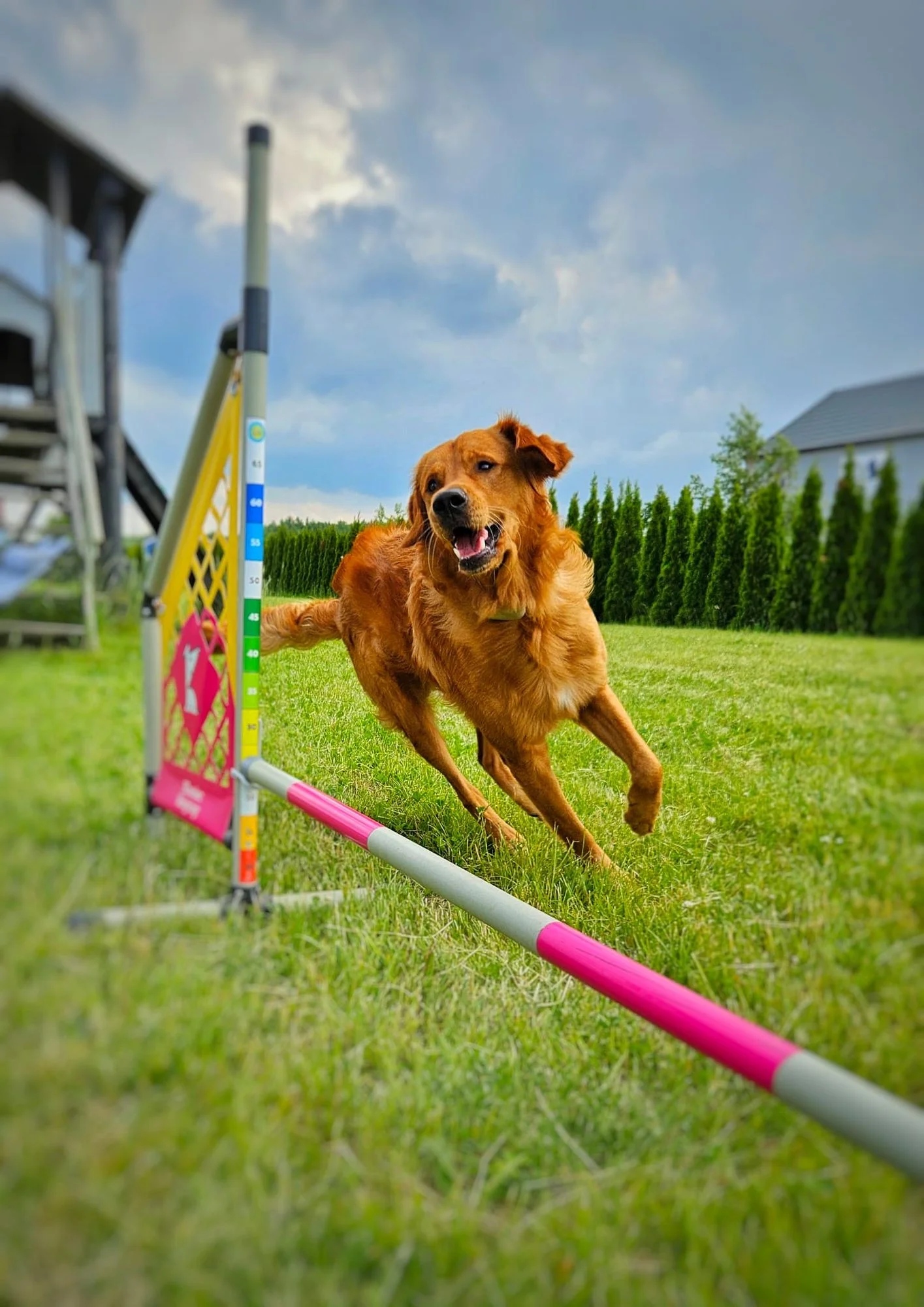 Zdjęcie klubu Złoty pies