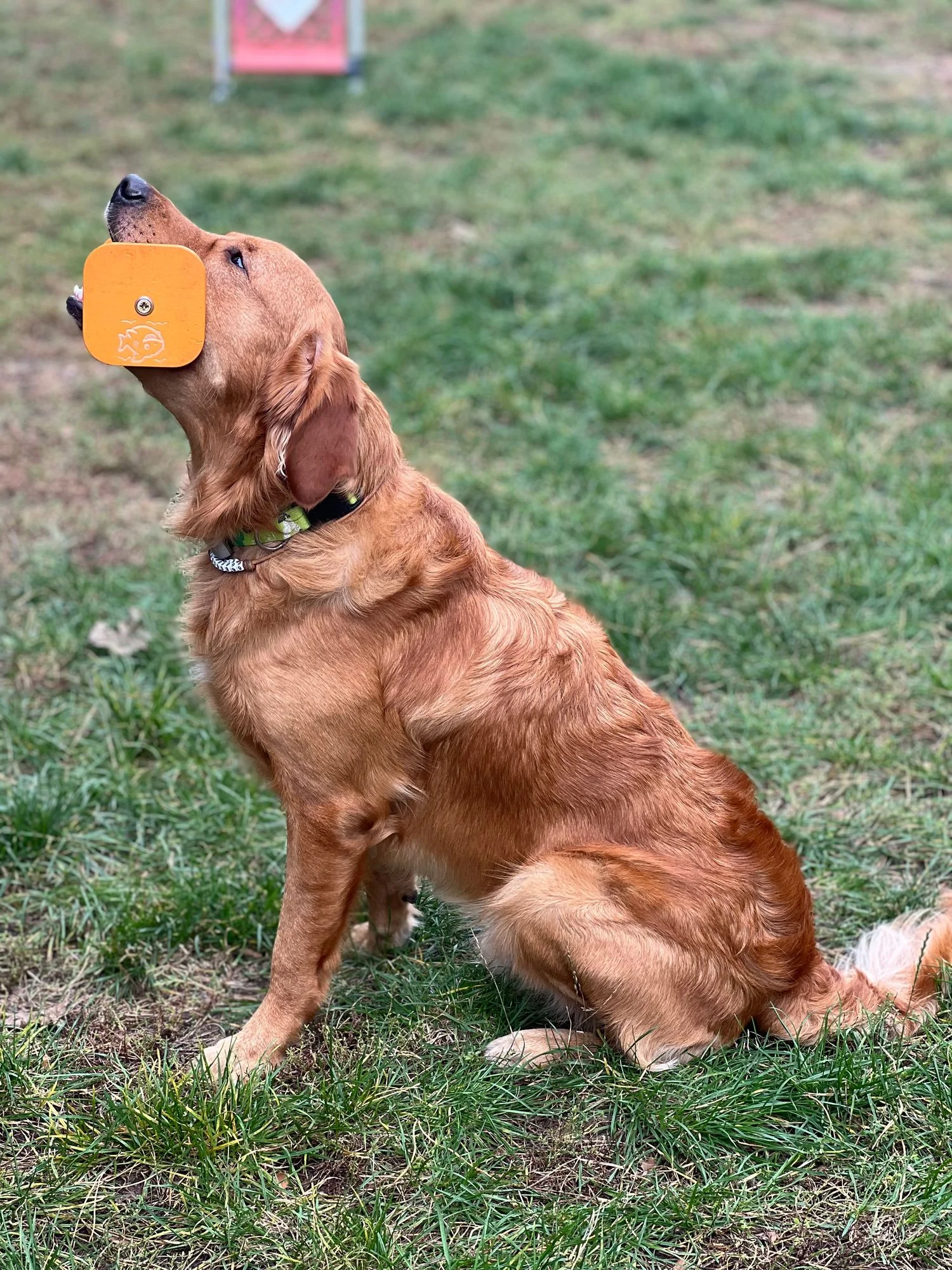 Zdjęcie klubu Złoty pies