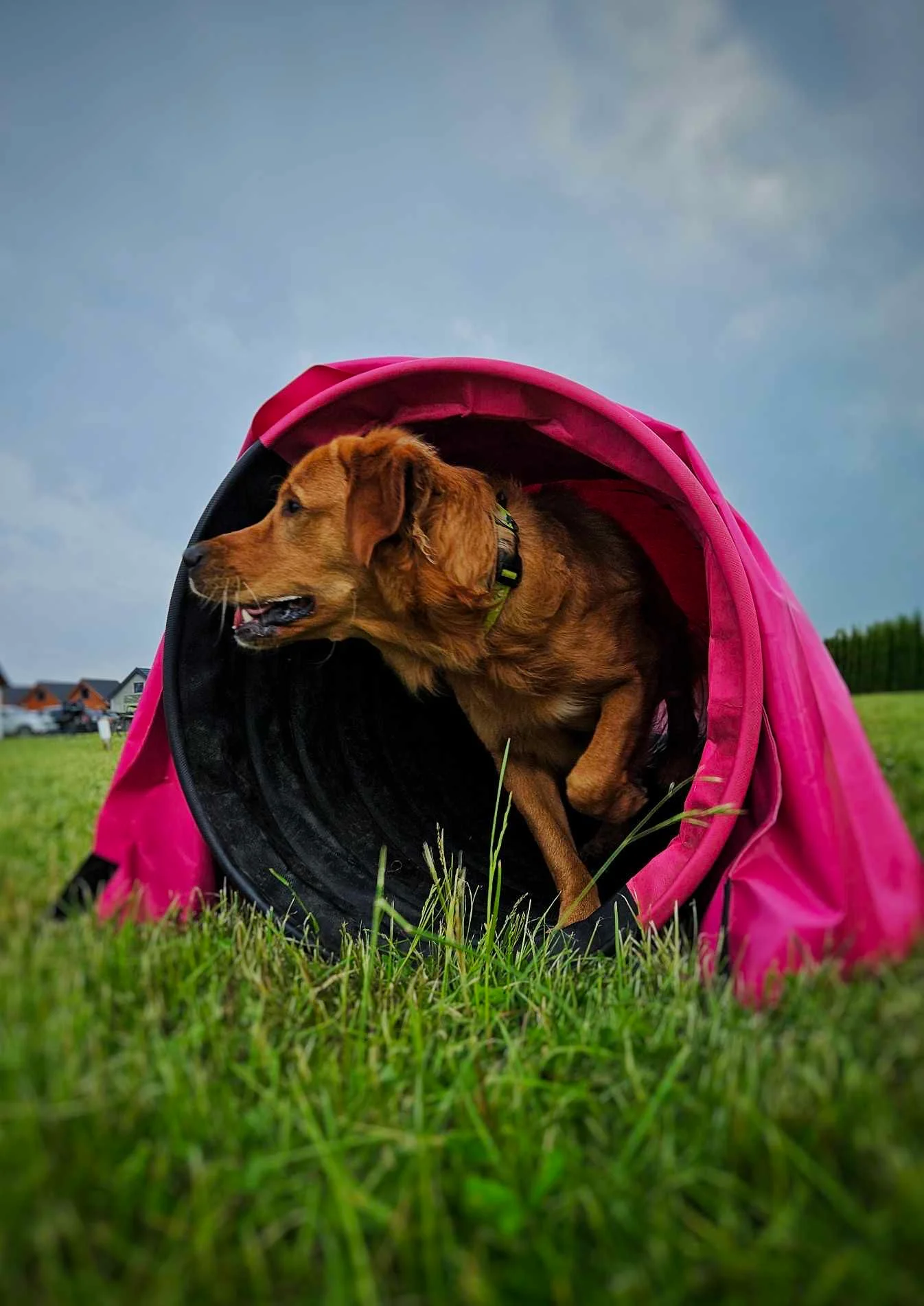 Zdjęcie klubu Złoty pies