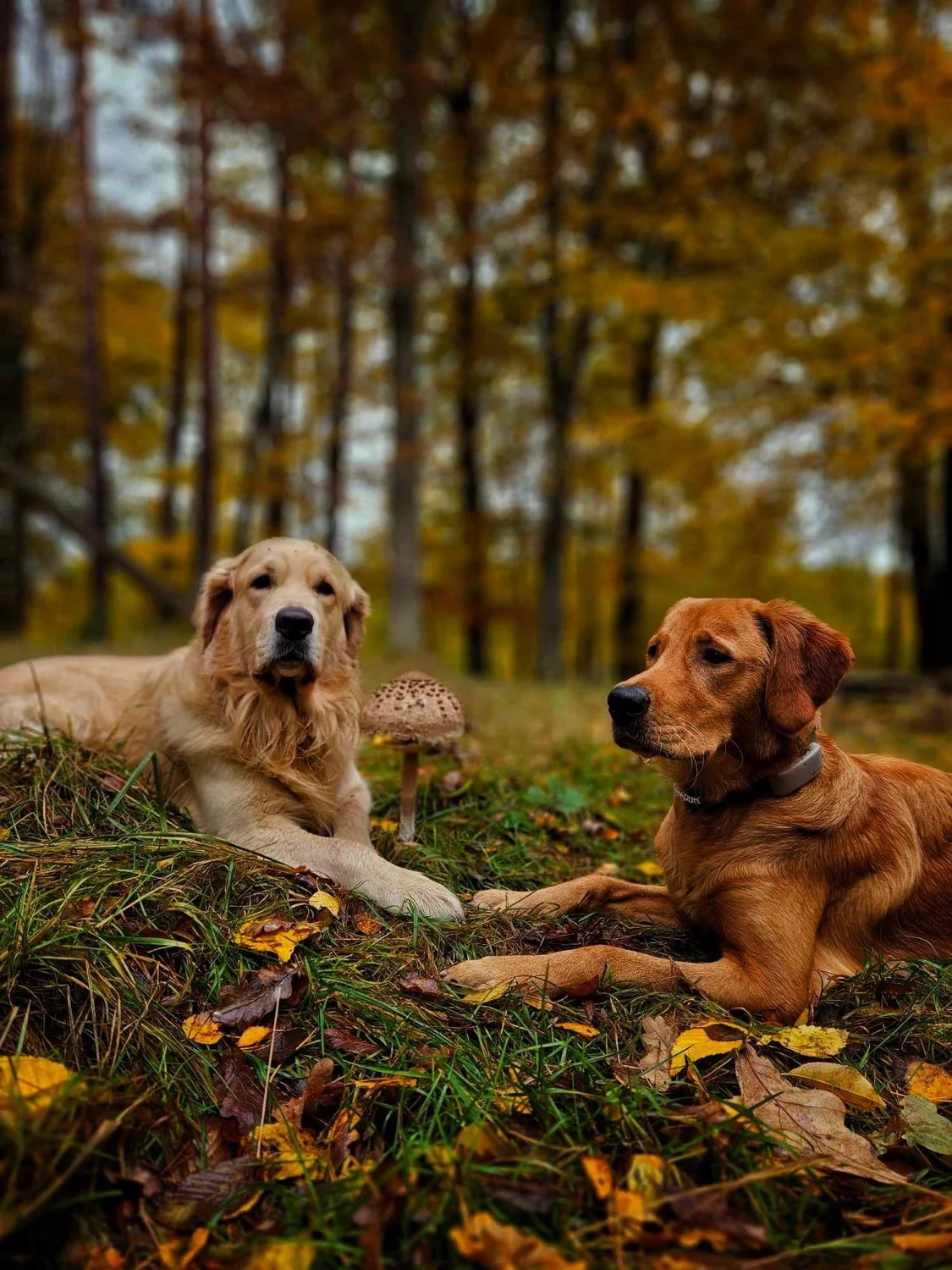 Zdjęcie klubu Złoty pies