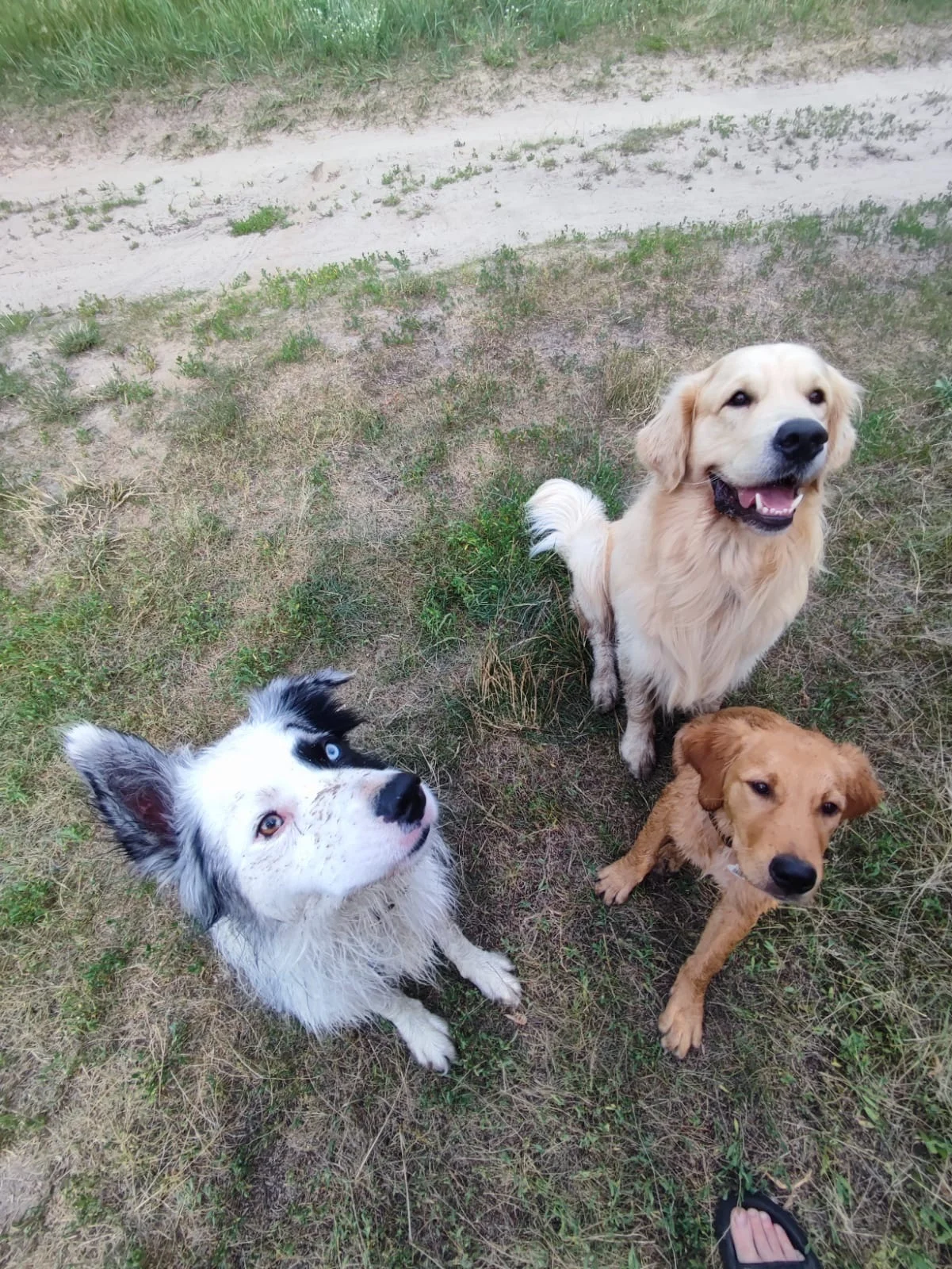 Zdjęcie klubu Złoty pies