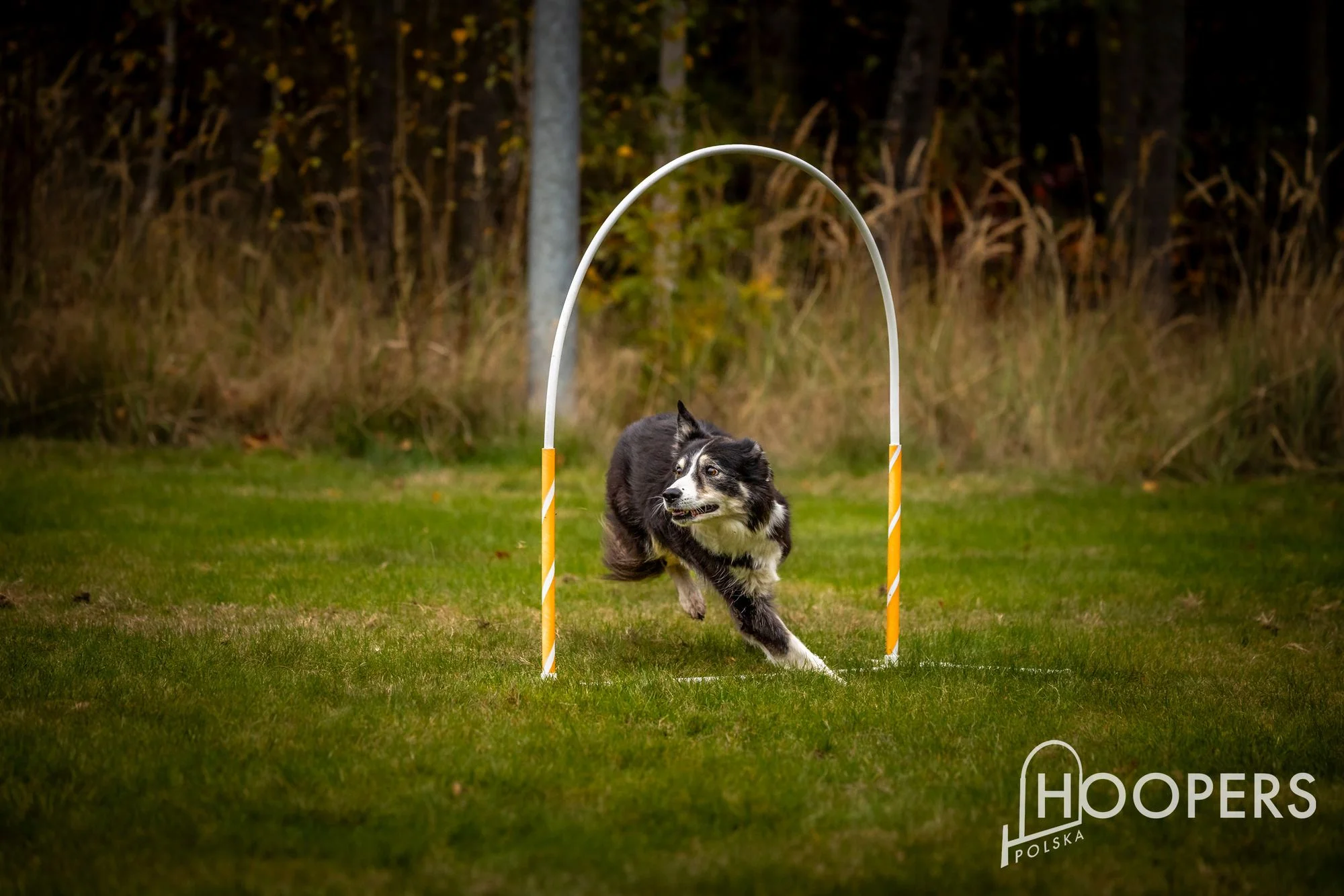 Zdjęcie klubu Hoopers Polska