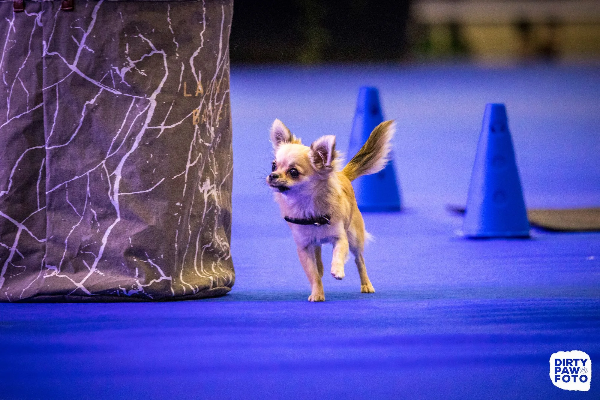 Zdjęcie klubu Hoopers Polska