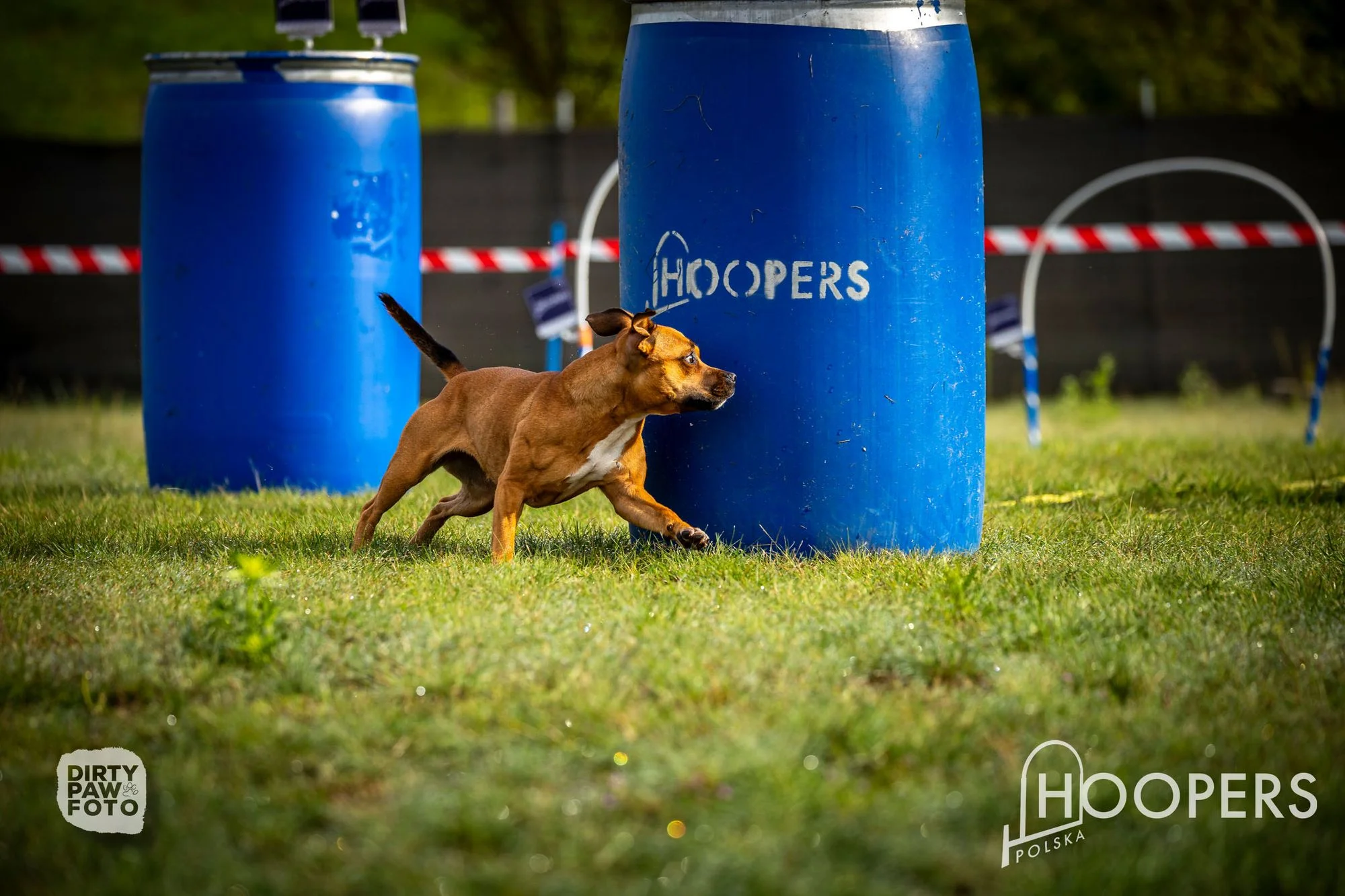 Zdjęcie klubu Hoopers Polska