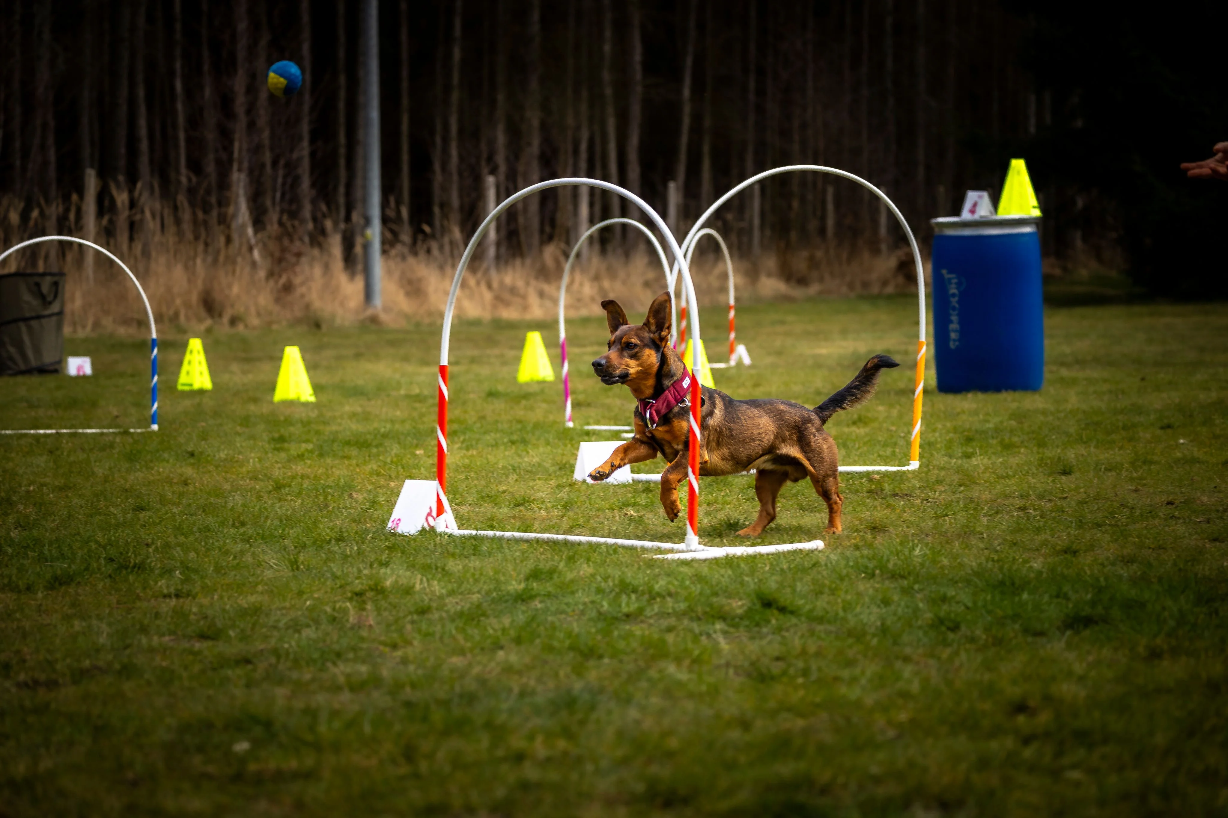 Zdjęcie klubu Hoopers Polska