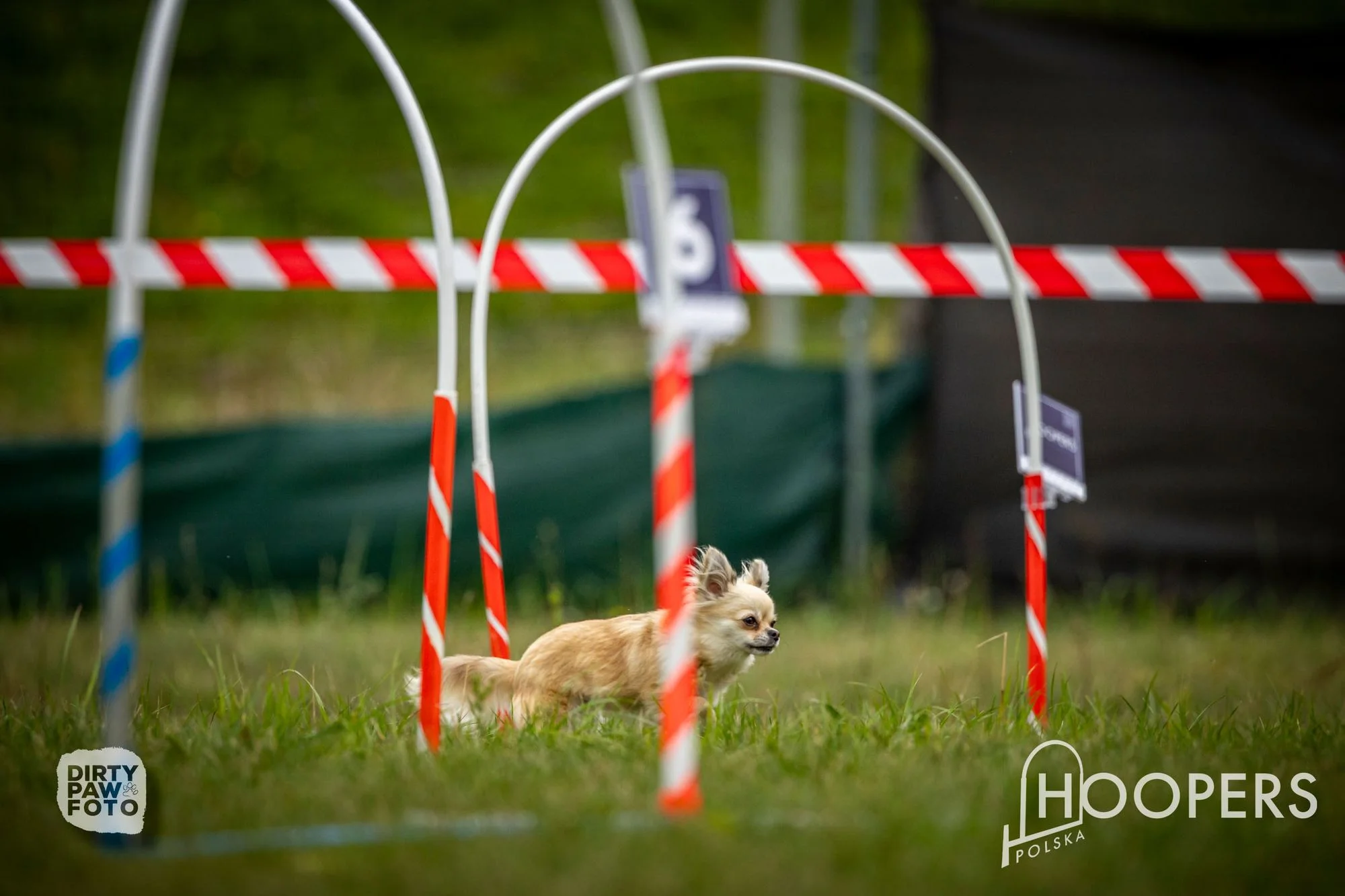 Zdjęcie klubu Hoopers Polska
