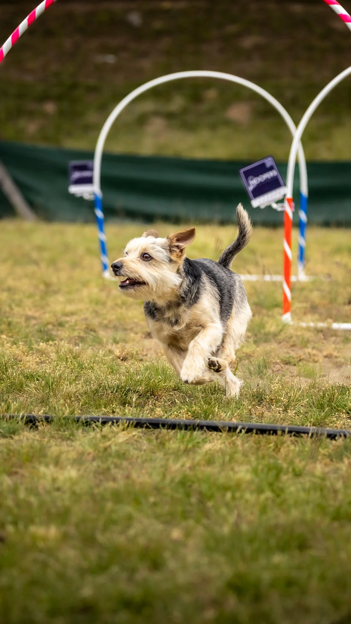 Zdjęcie klubu Hoopers Polska