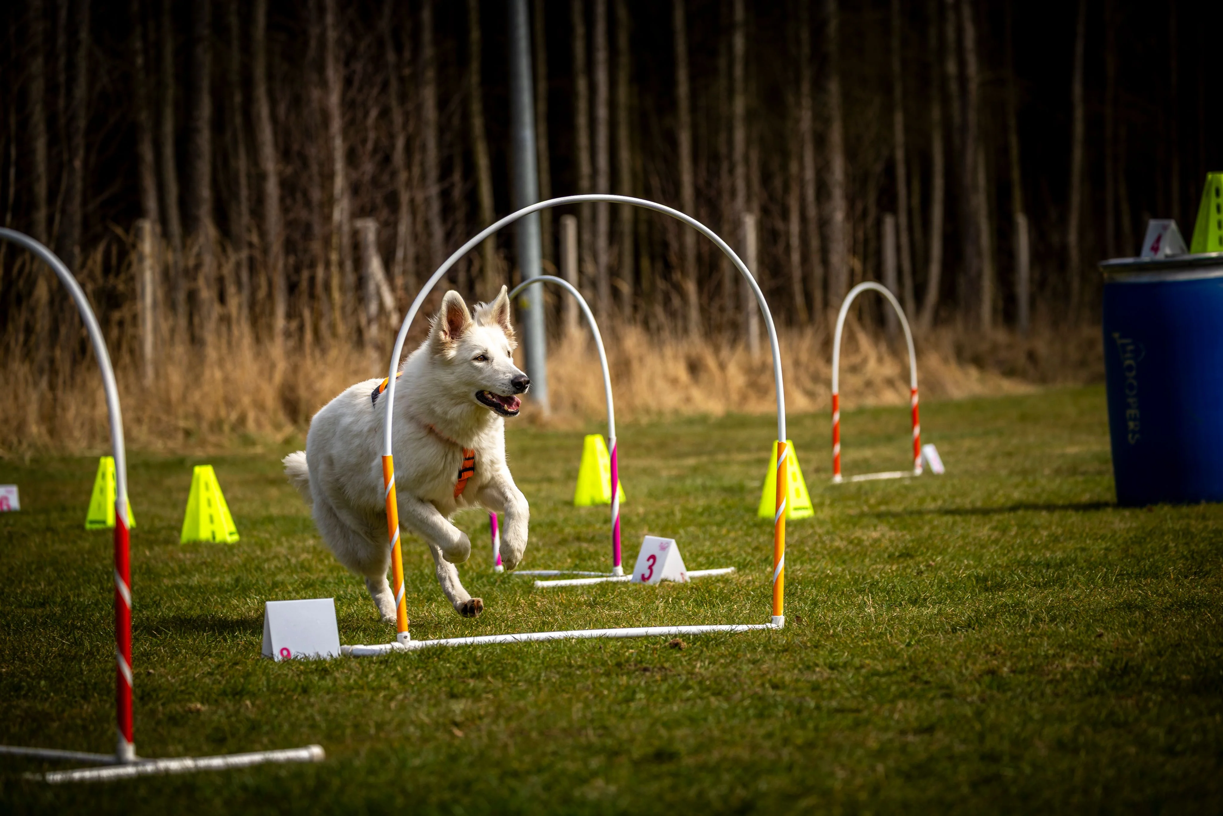 Zdjęcie klubu Hoopers Polska