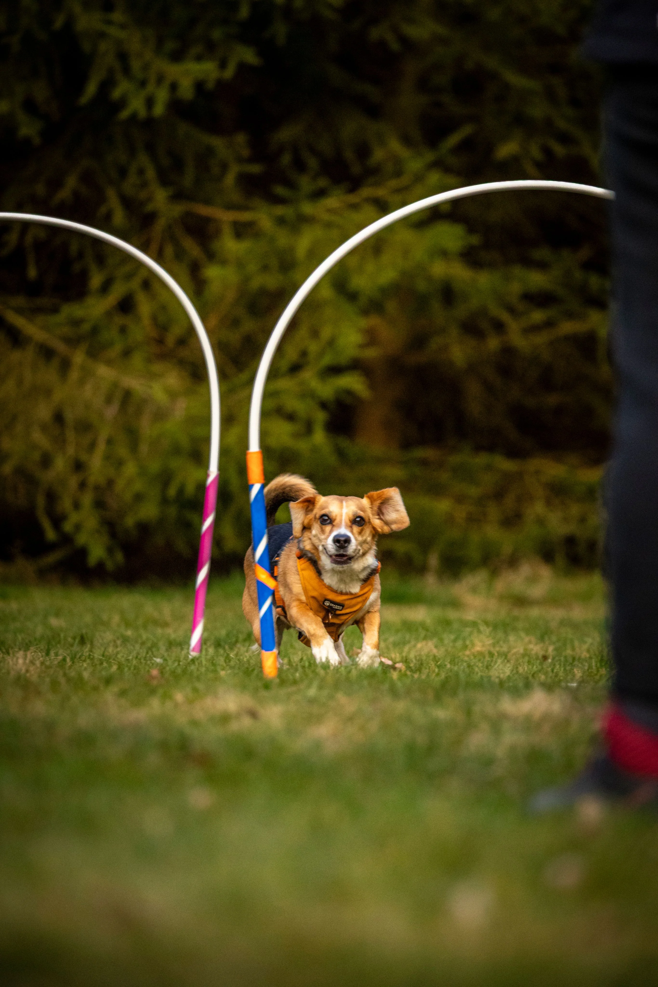 Zdjęcie klubu Hoopers Polska