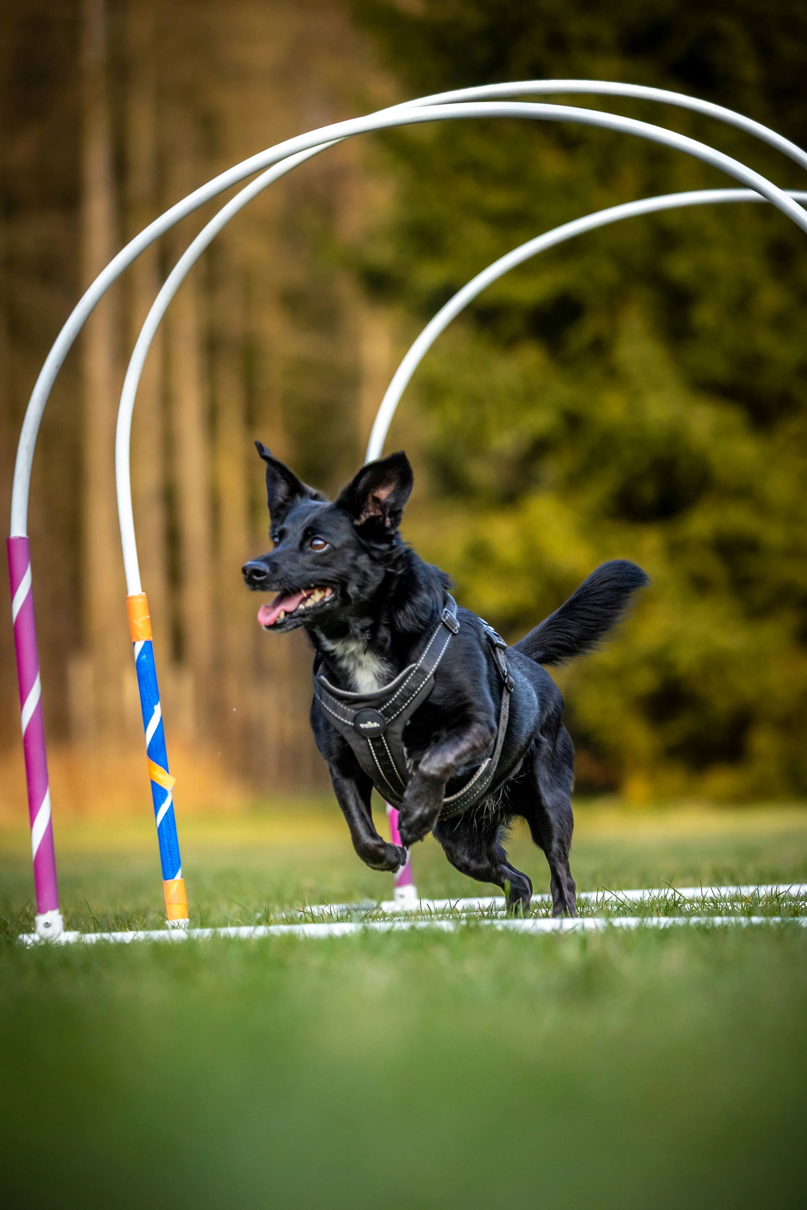 Zdjęcie klubu Hoopers Polska