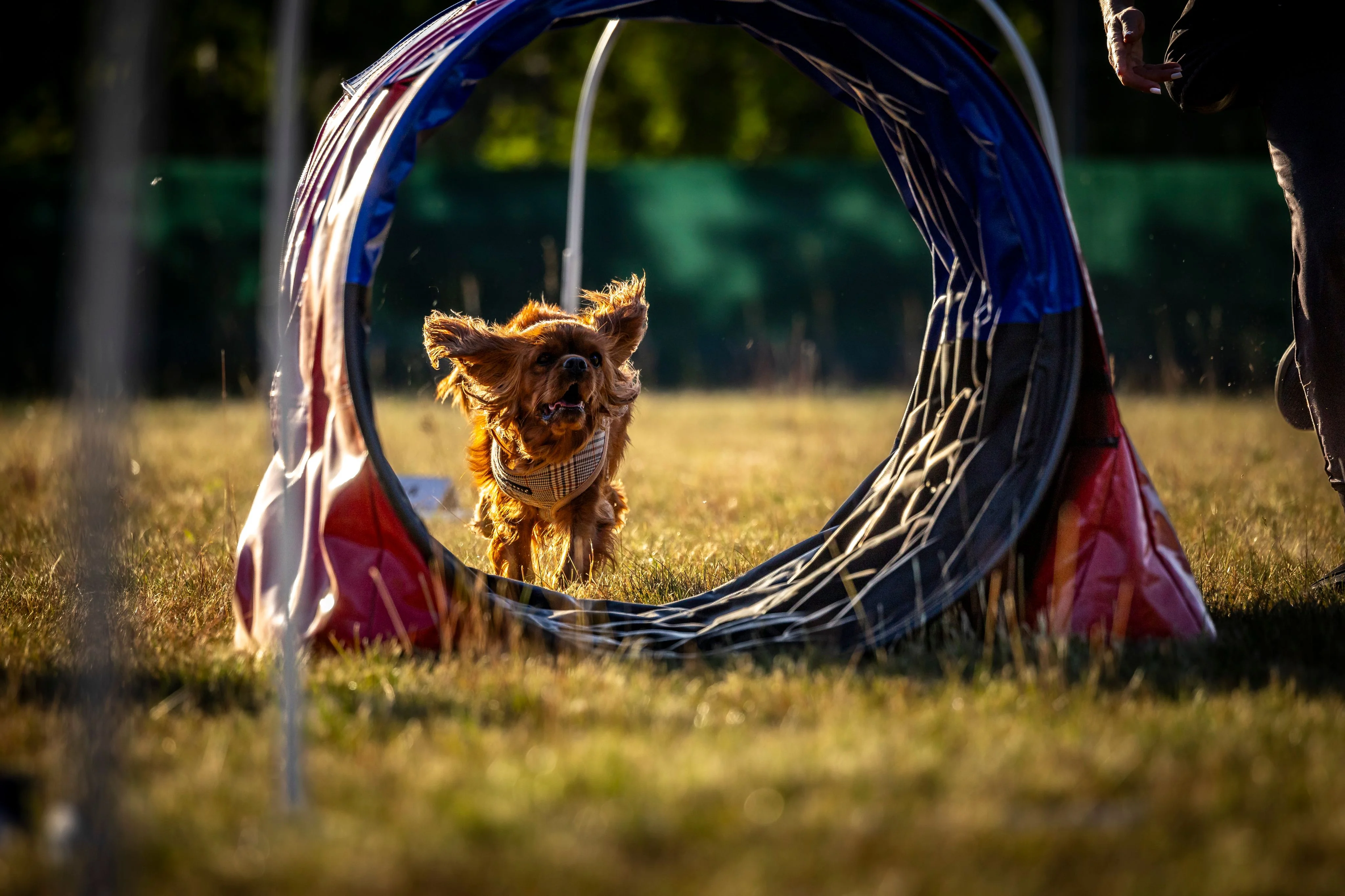 Zdjęcie klubu Hoopers Polska