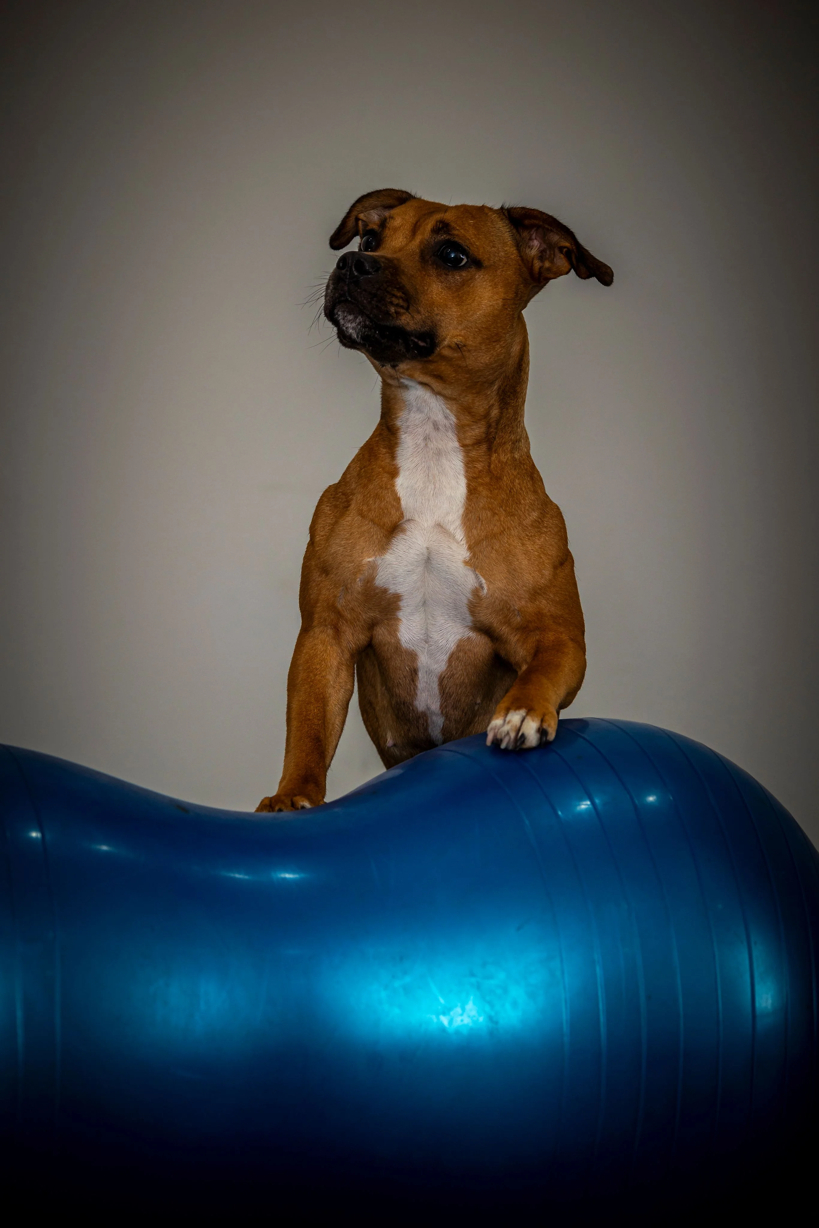 Zdjęcie klubu Psie Wałkowanie