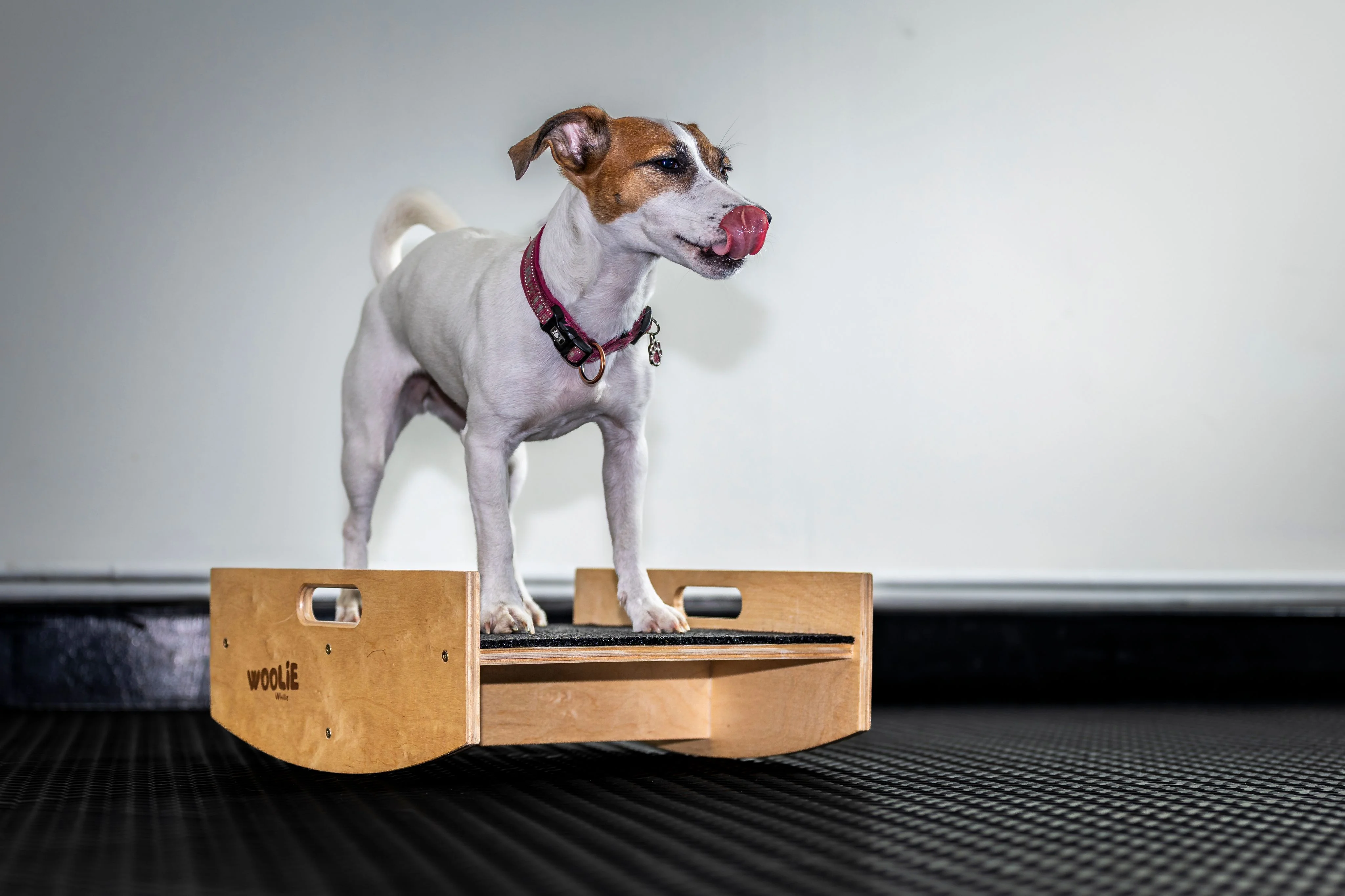 Zdjęcie klubu Psie Wałkowanie