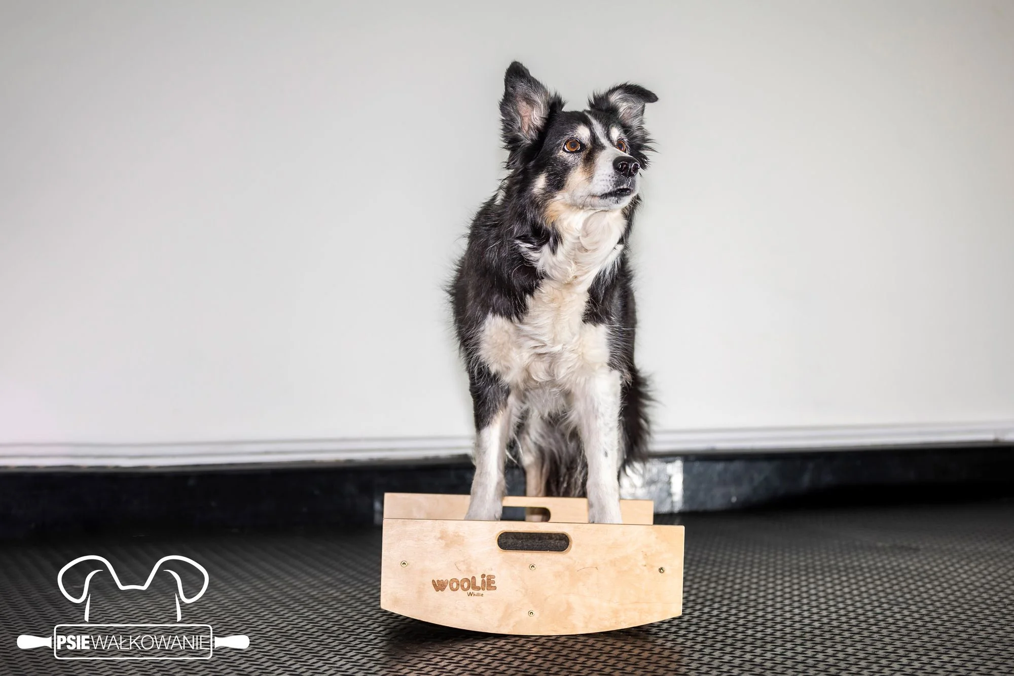 Zdjęcie klubu Psie Wałkowanie