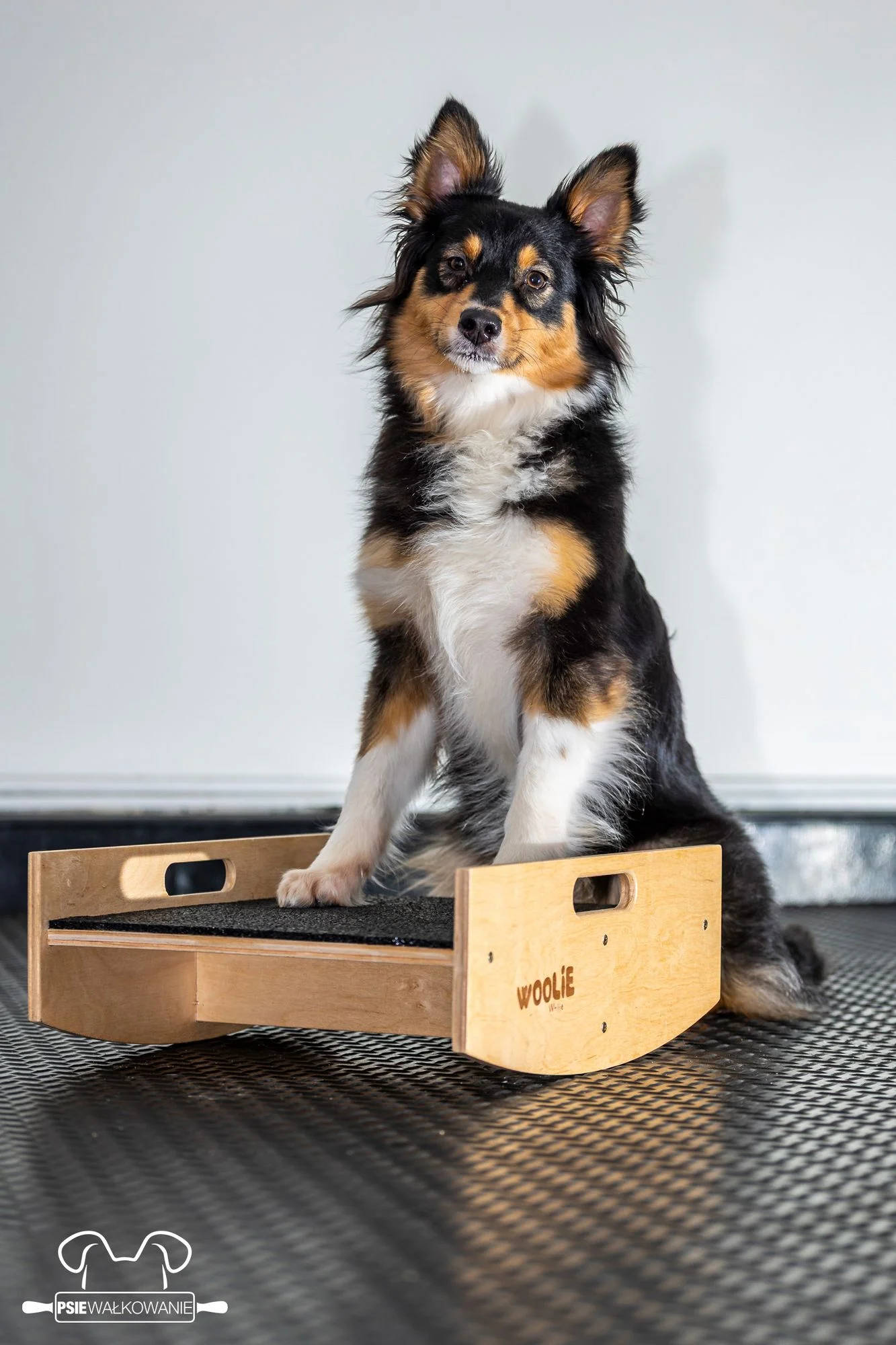 Zdjęcie klubu Psie Wałkowanie