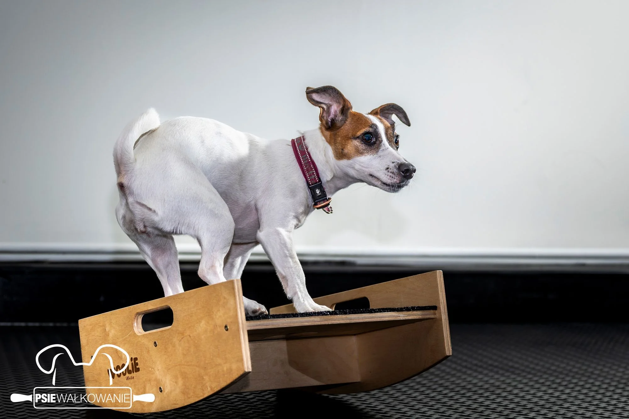 Zdjęcie klubu Psie Wałkowanie