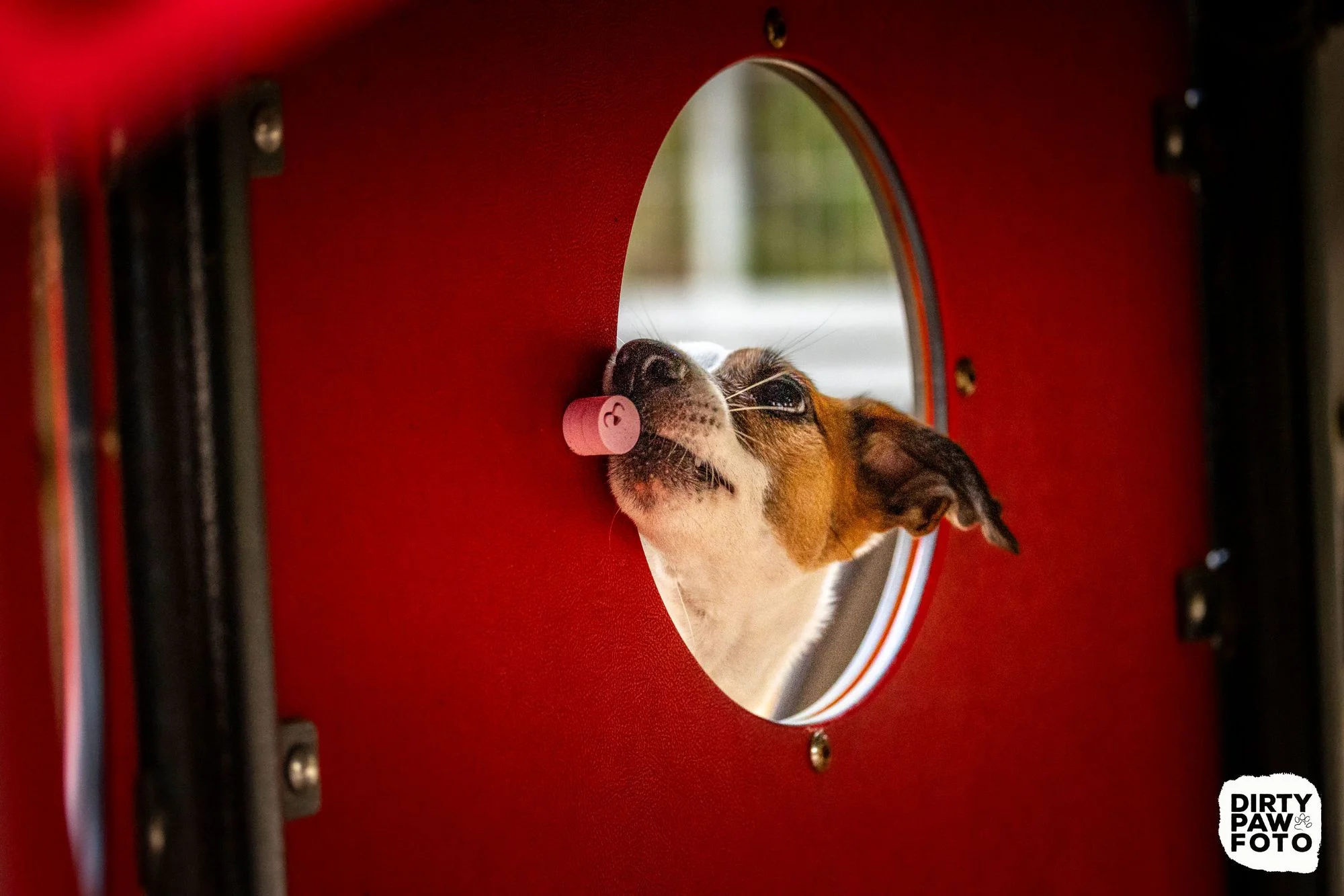 Zdjęcie klubu Psie Wałkowanie