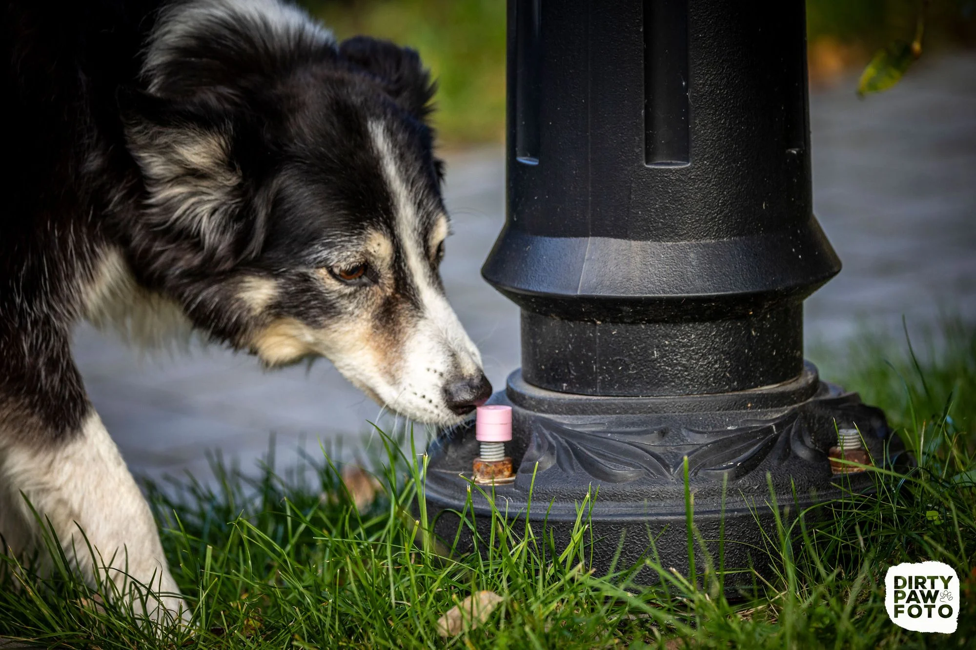 Zdjęcie klubu Psie Wałkowanie