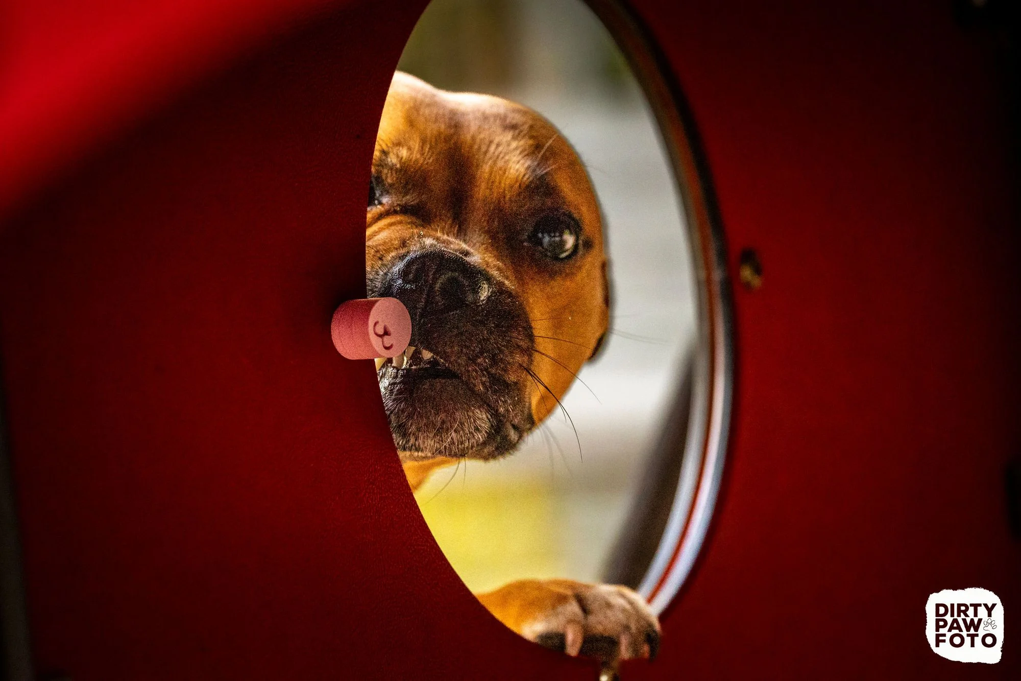 Zdjęcie klubu Psie Wałkowanie