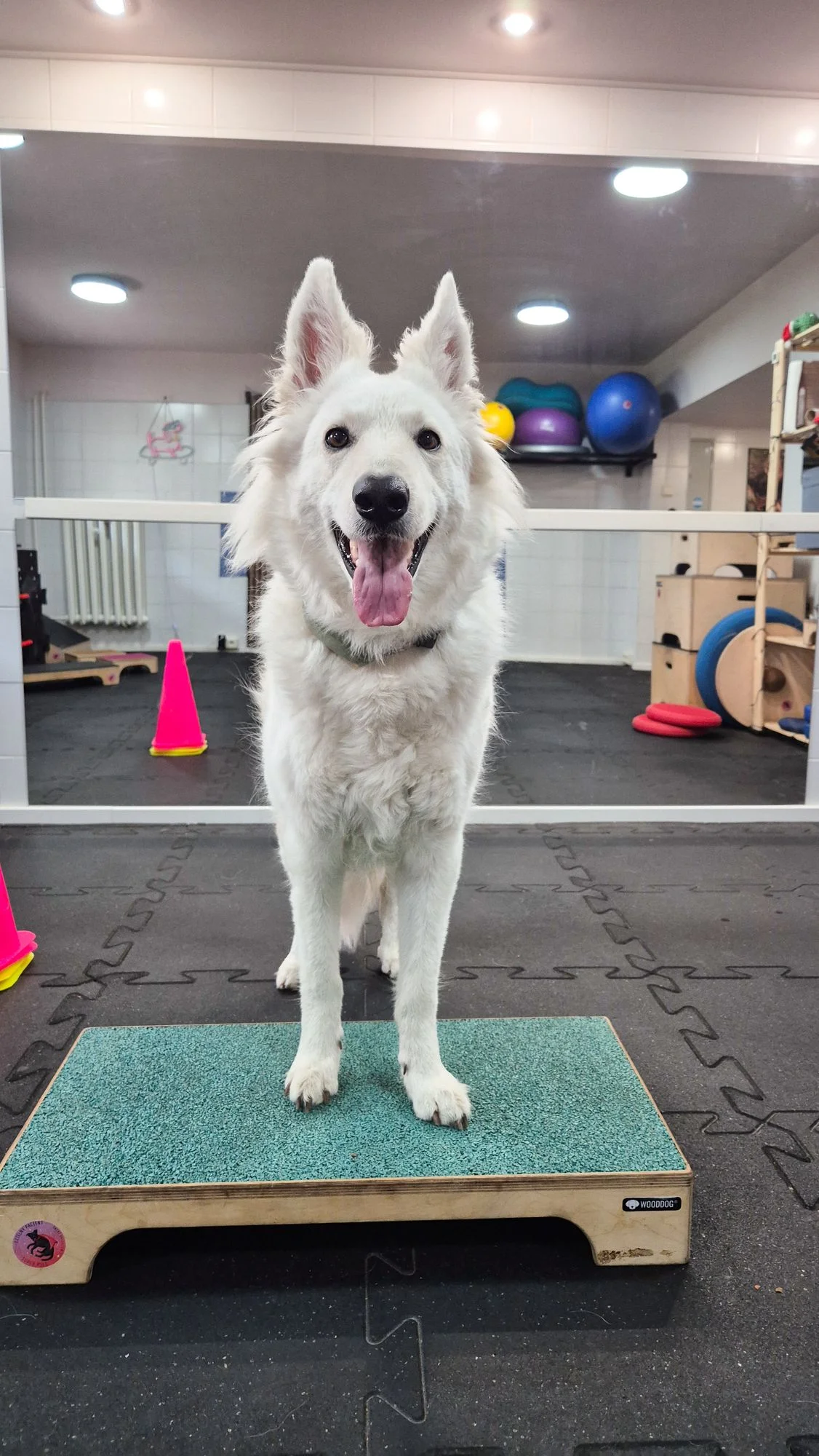 Zdjęcie klubu DogsMoments