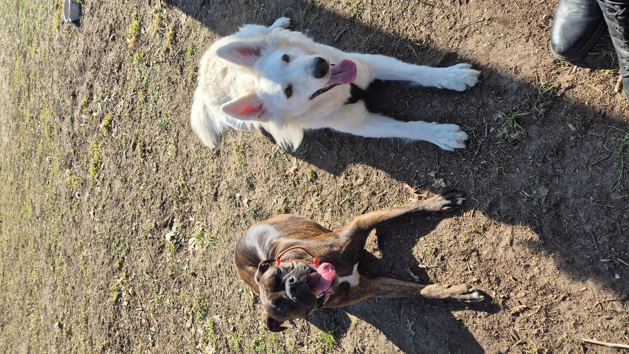 Zdjęcie klubu DogsMoments