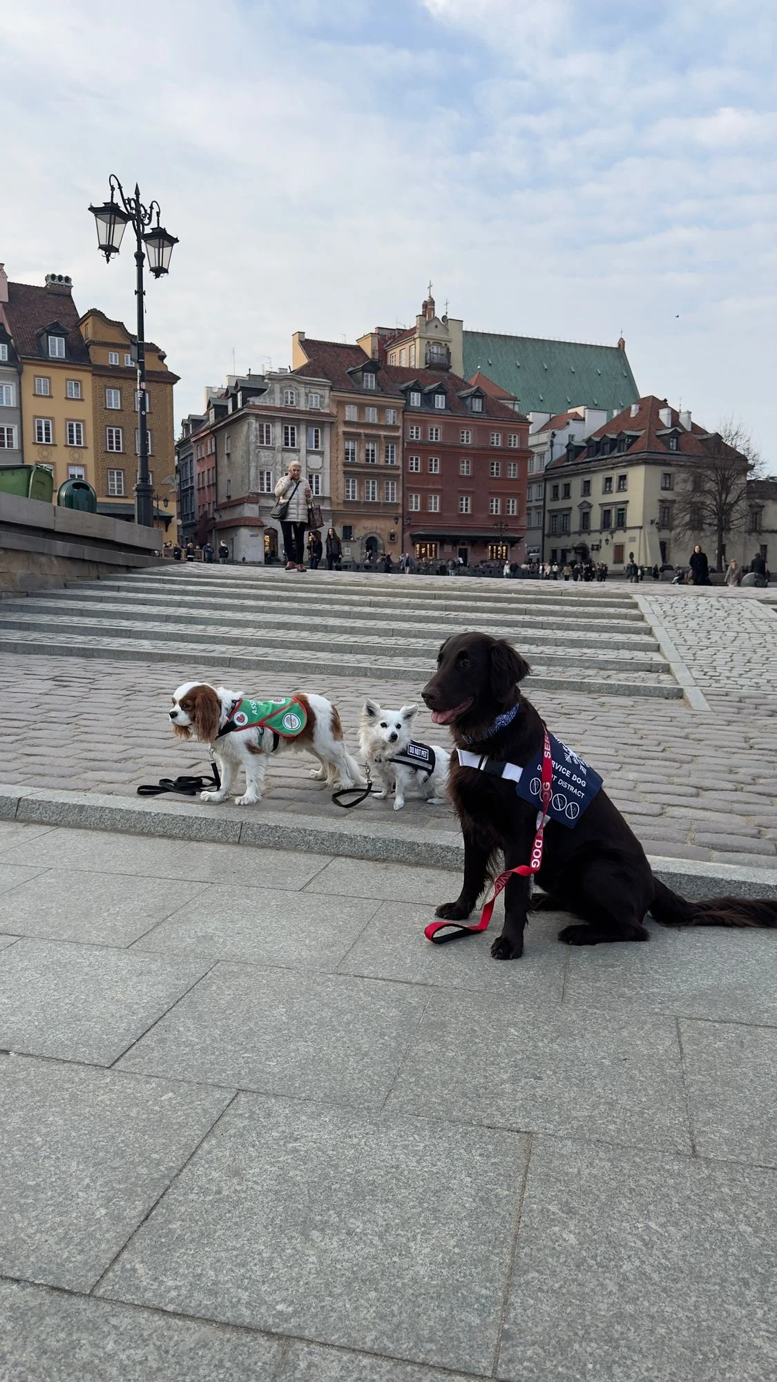 Service dog traing classes 