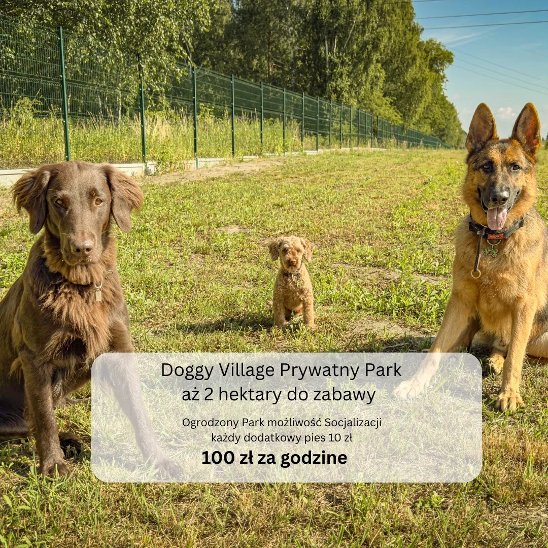 Zdjęcie klubu Doggy Village