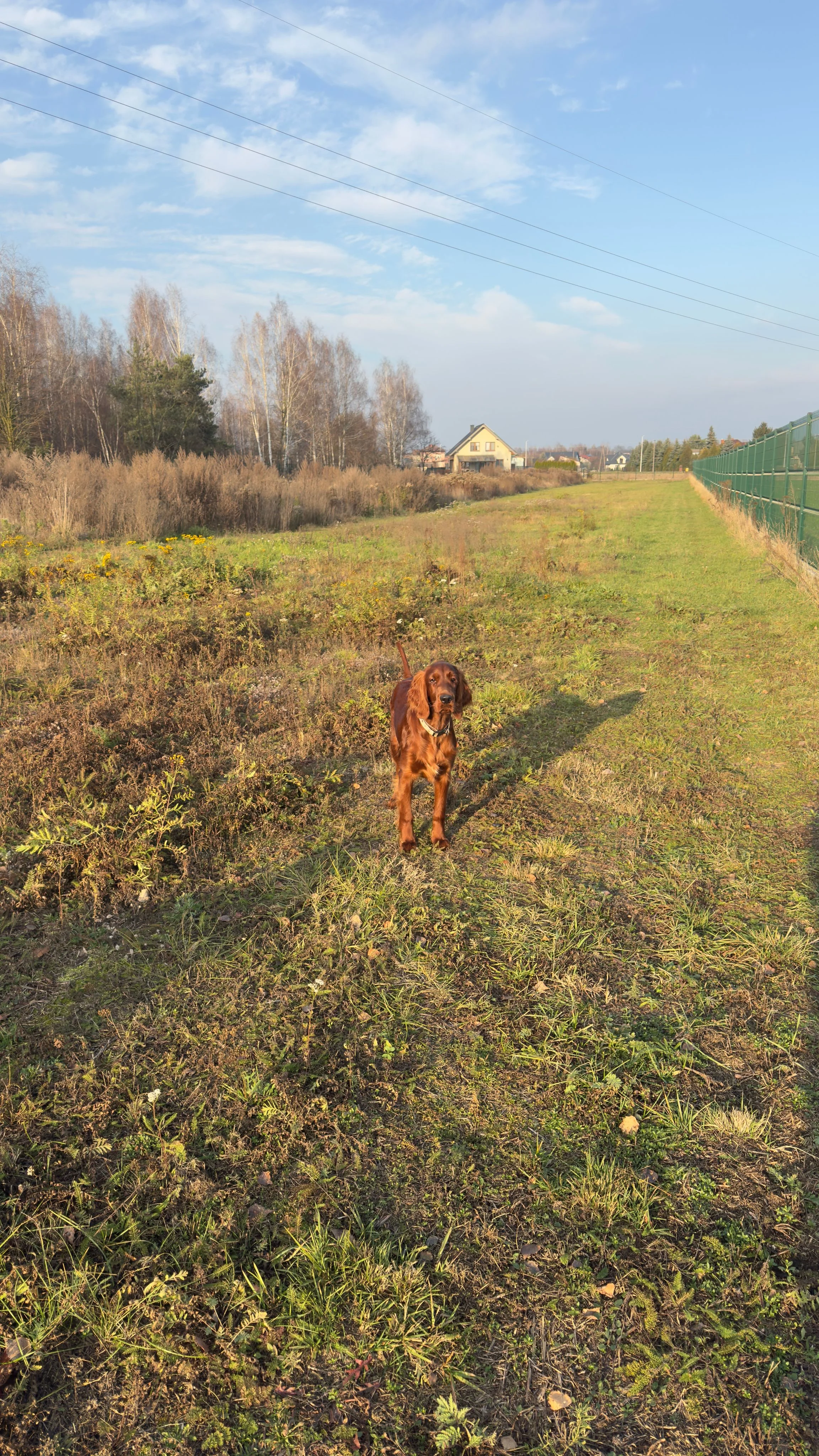 Zdjęcie klubu Doggy Village