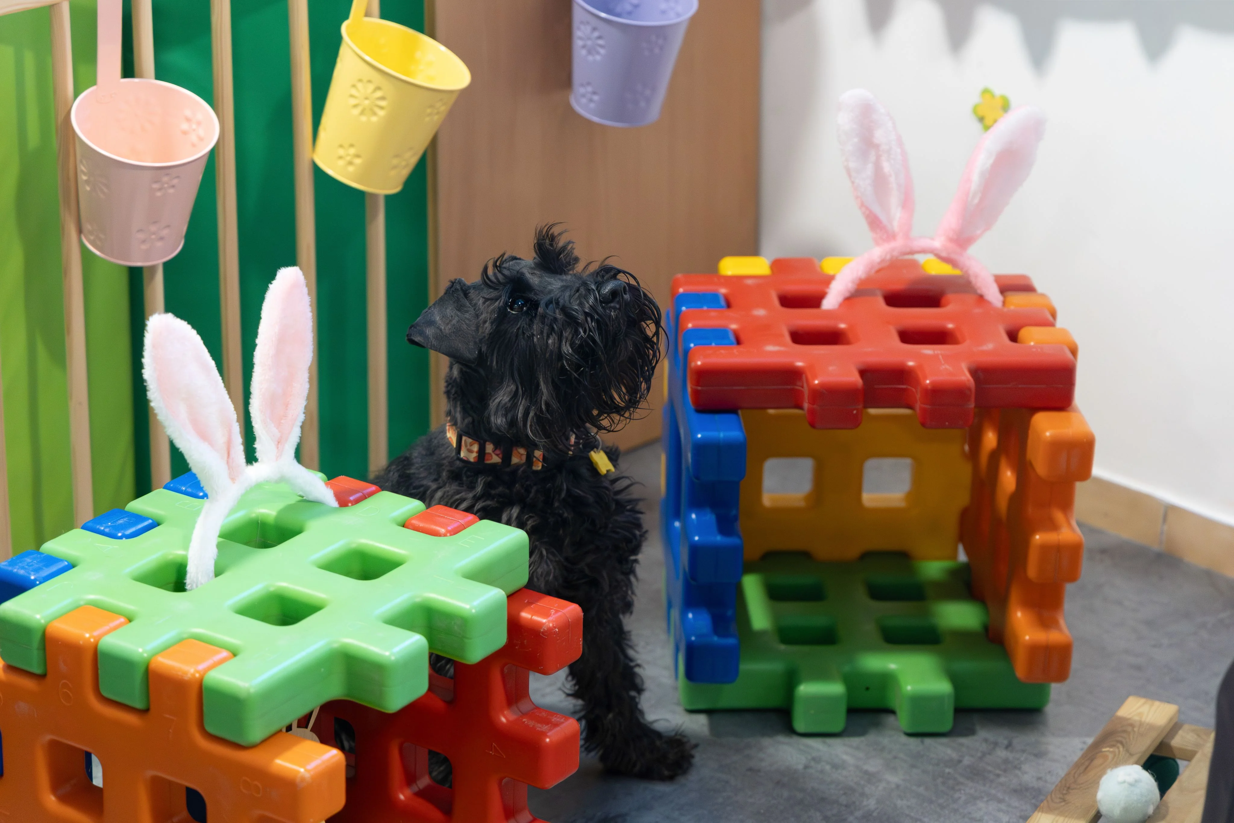 Zdjęcie klubu Pawspective Nosework Poznań 