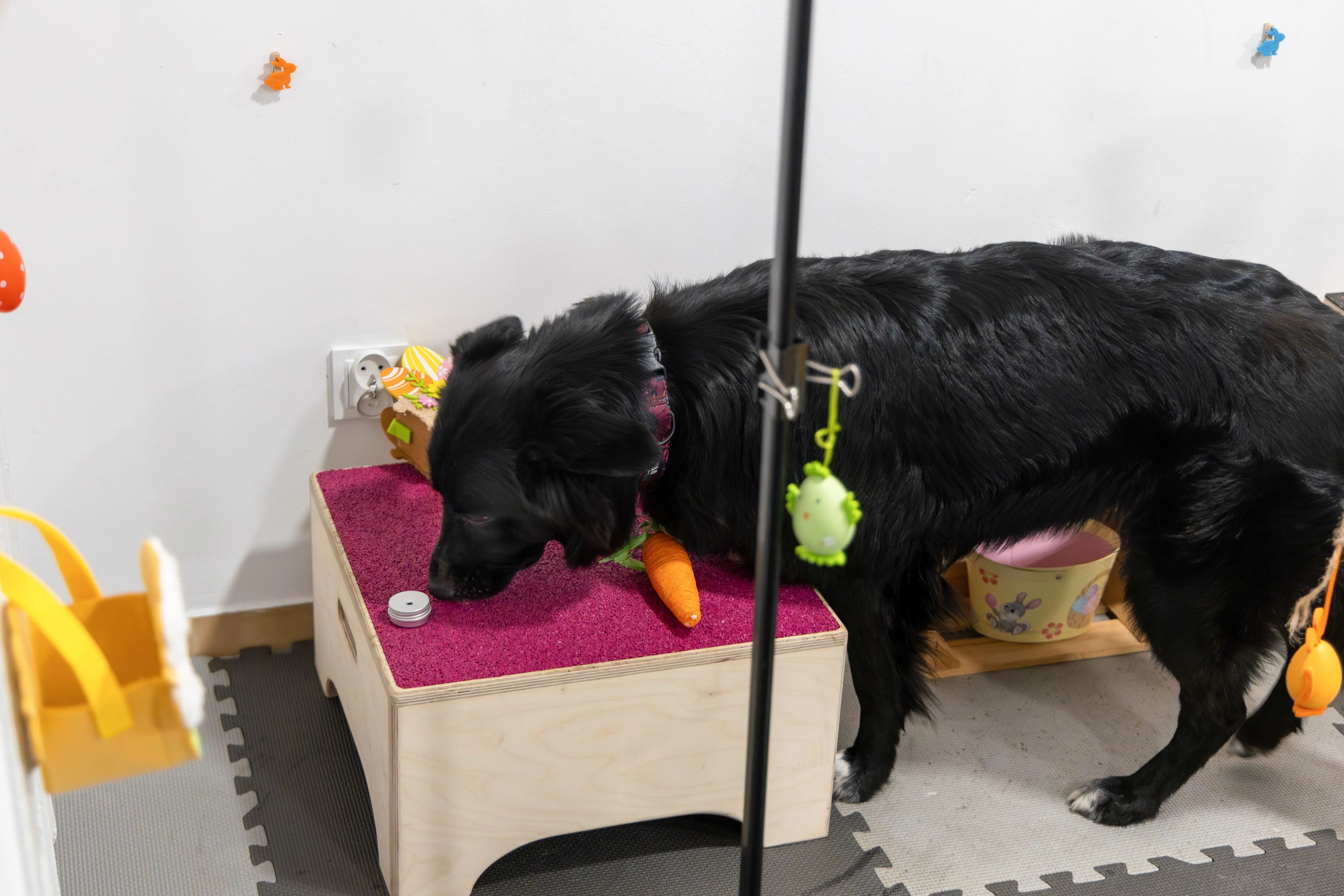 Zdjęcie klubu Pawspective Nosework Poznań 