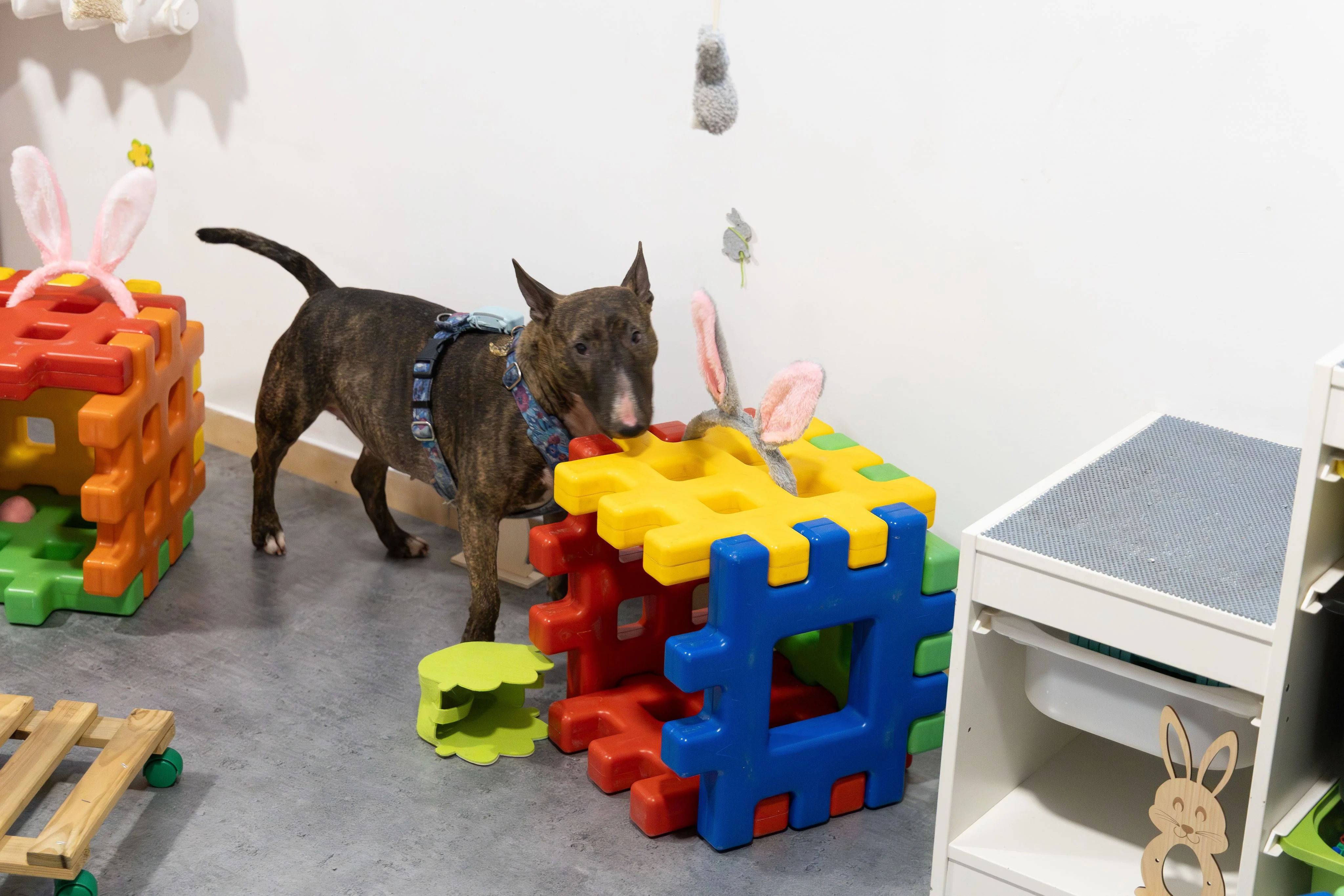 Zdjęcie klubu Pawspective Nosework Poznań 