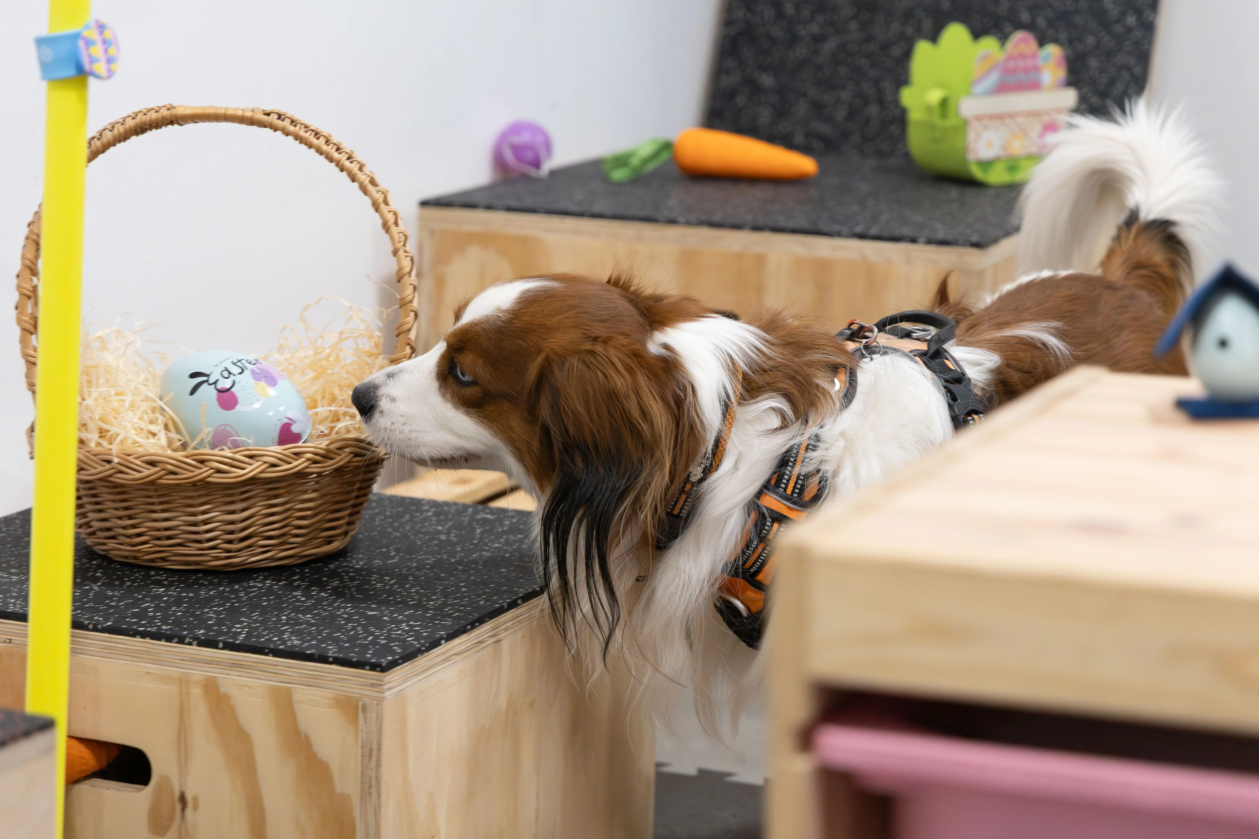 Zdjęcie klubu Pawspective Nosework Poznań 