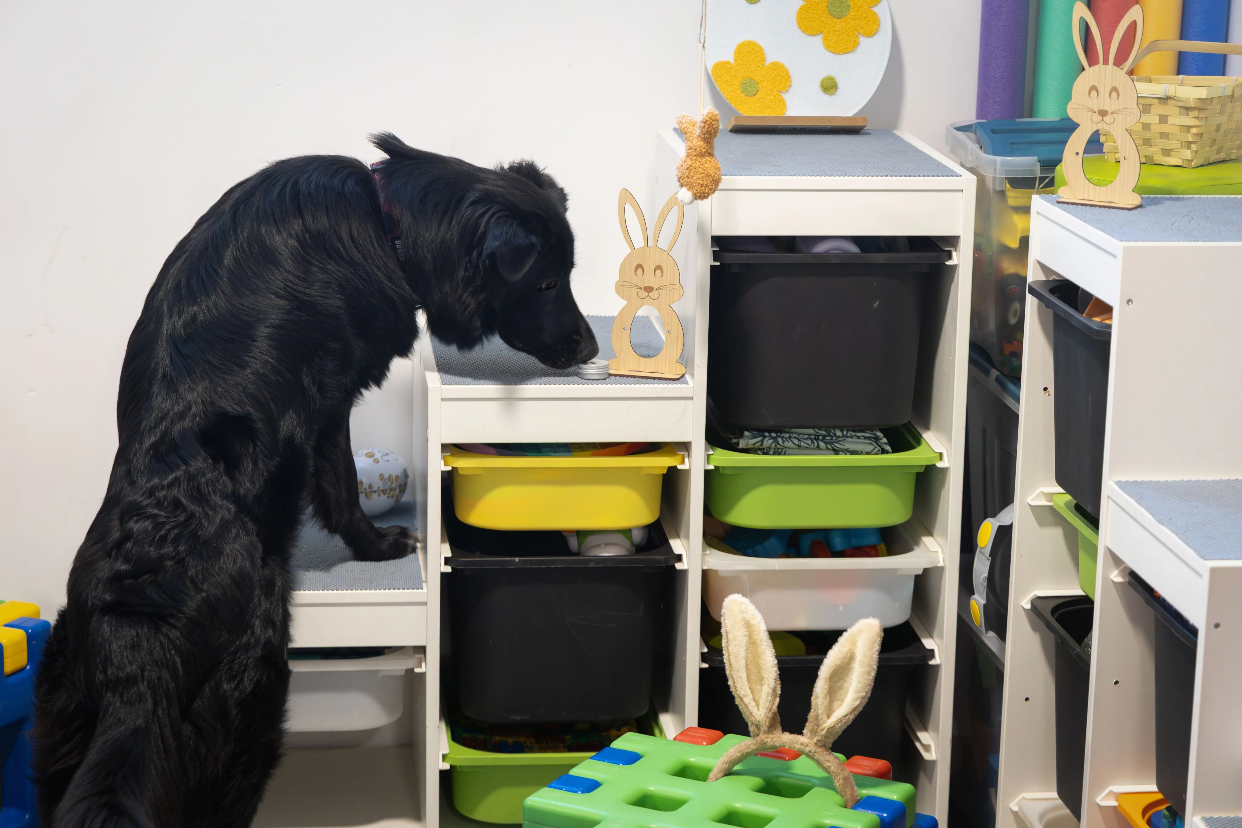 Zdjęcie klubu Pawspective Nosework Poznań 