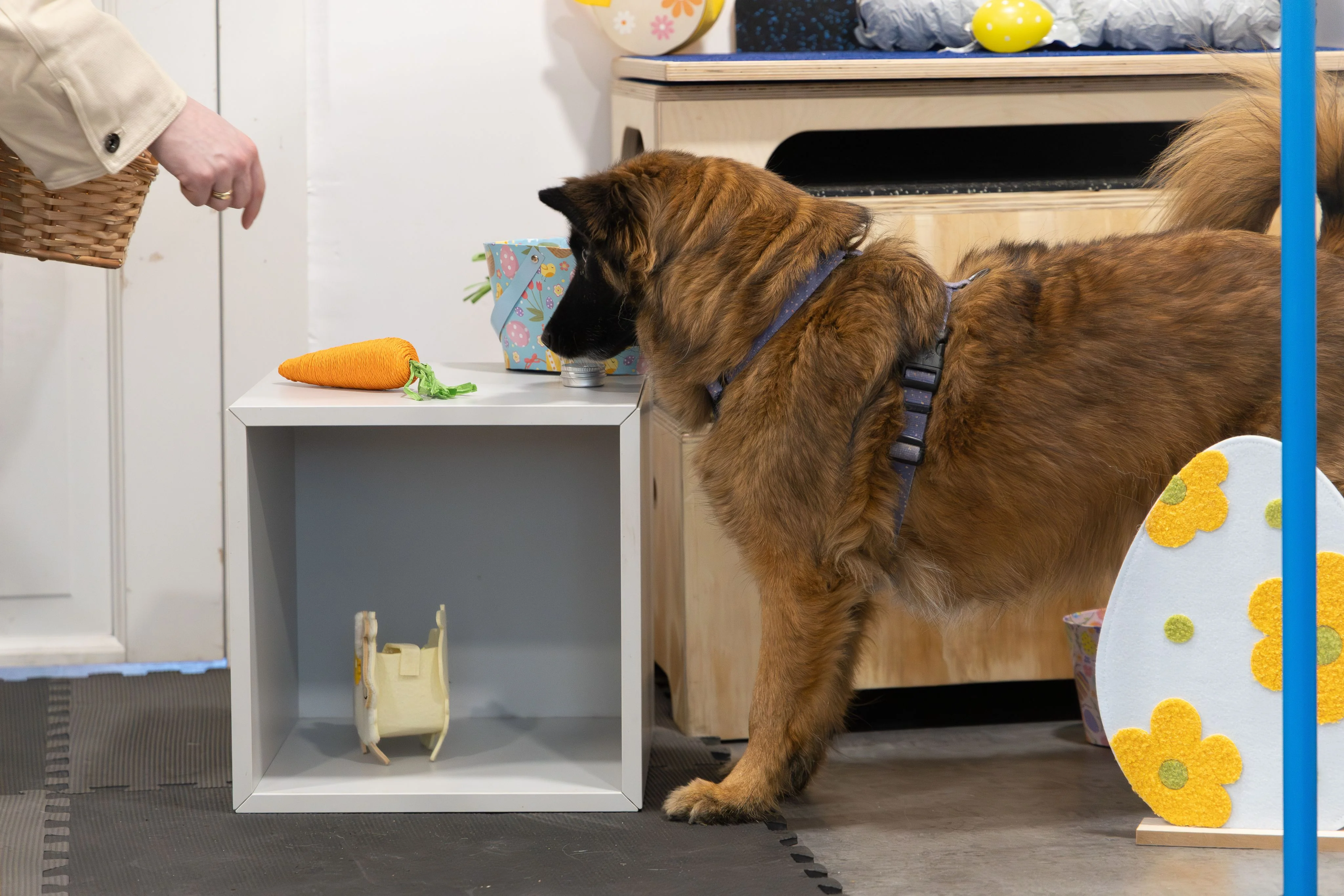 Zdjęcie klubu Pawspective Nosework Poznań 