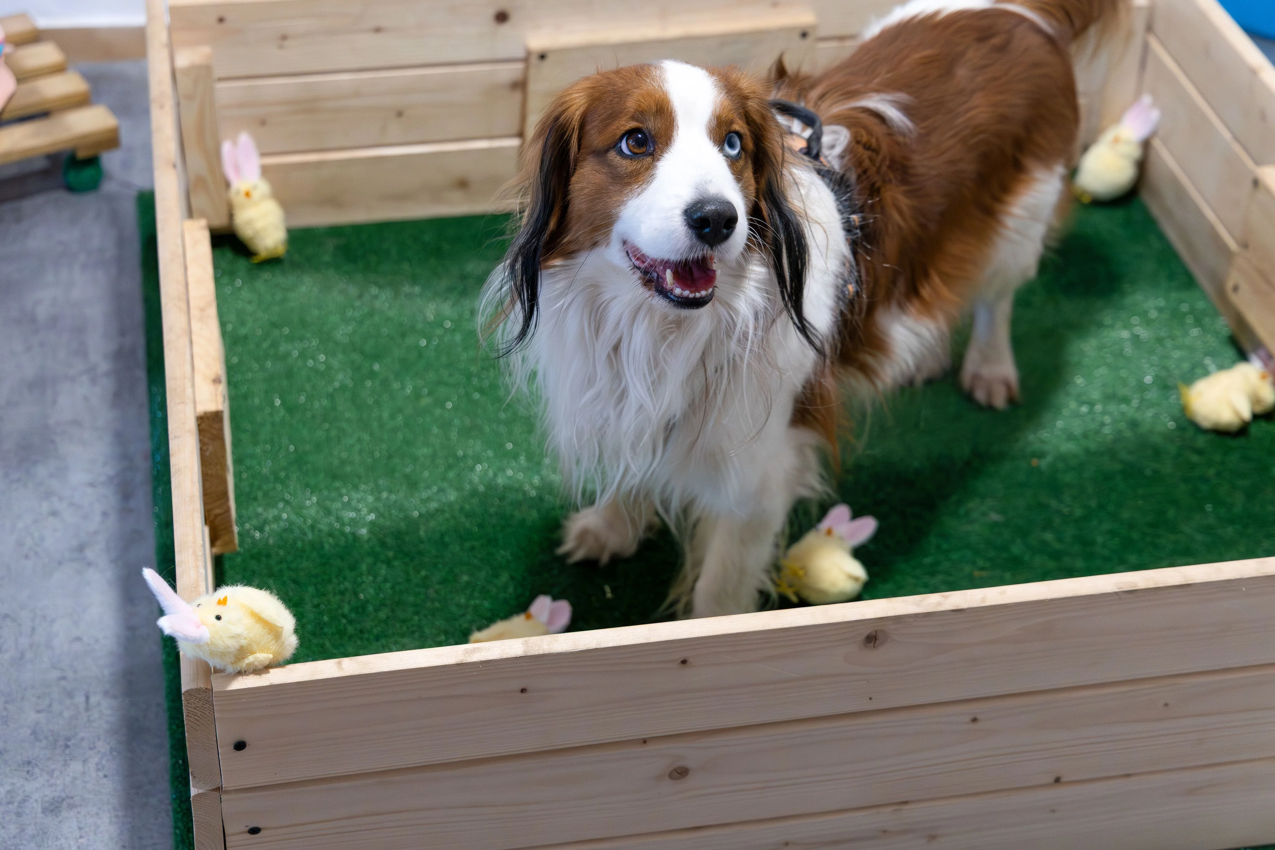 Zdjęcie klubu Pawspective Nosework Poznań 