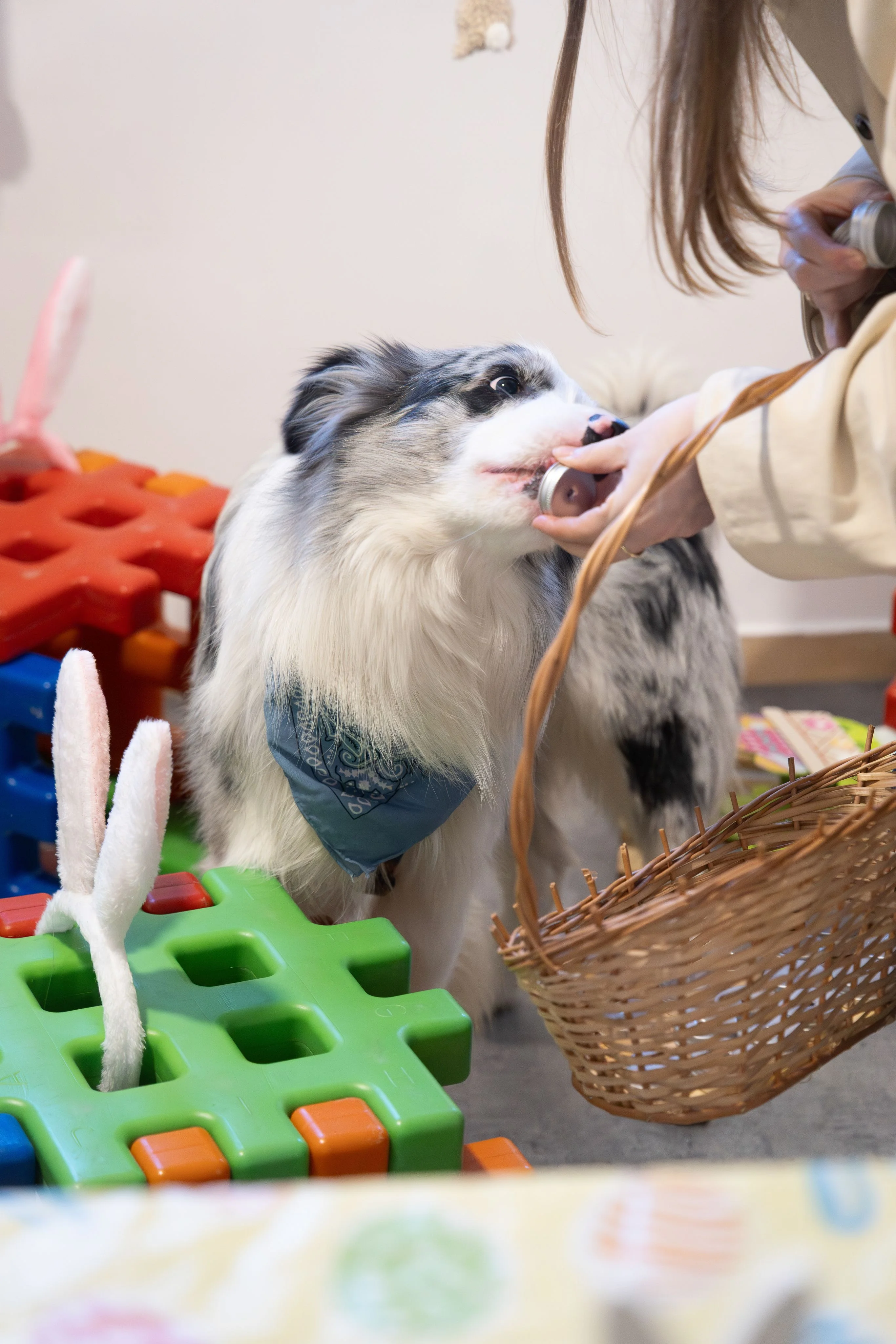 Zdjęcie klubu Pawspective Nosework Poznań 
