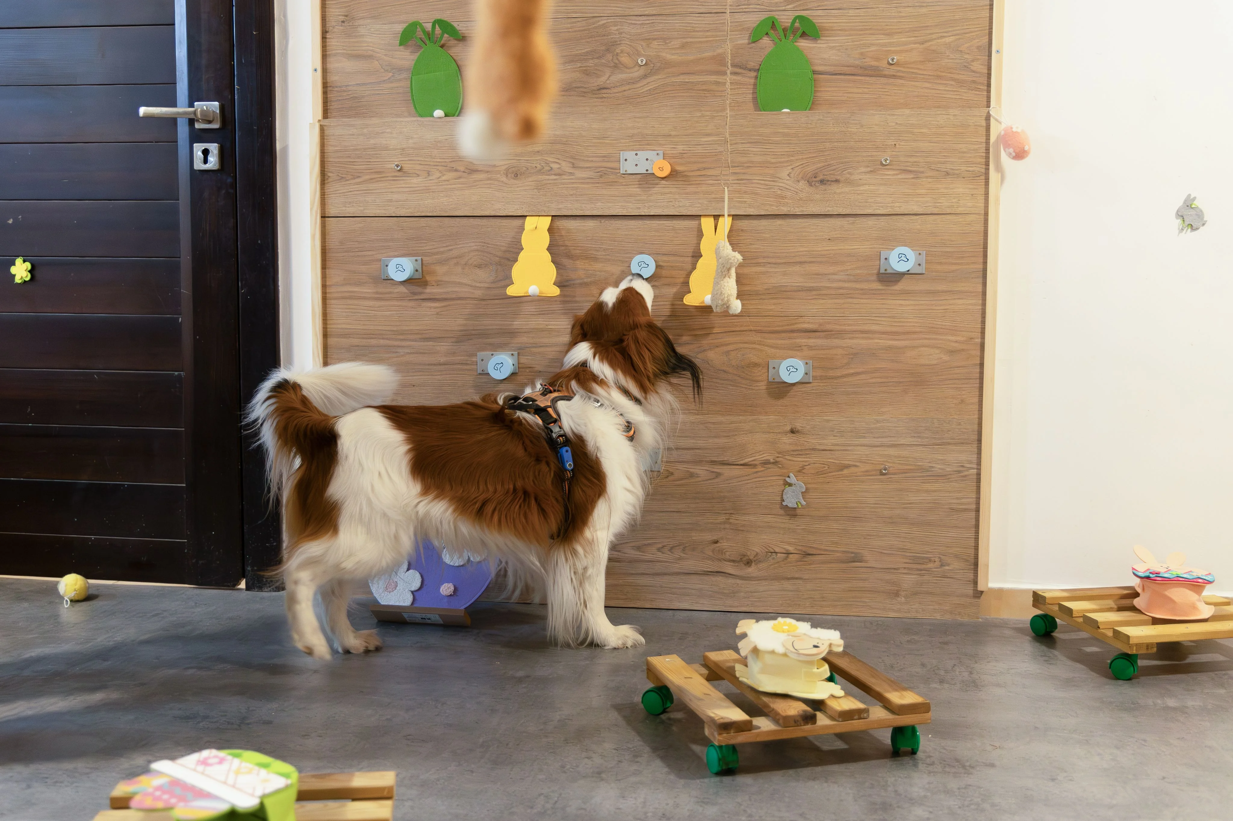 Zdjęcie klubu Pawspective Nosework Poznań 