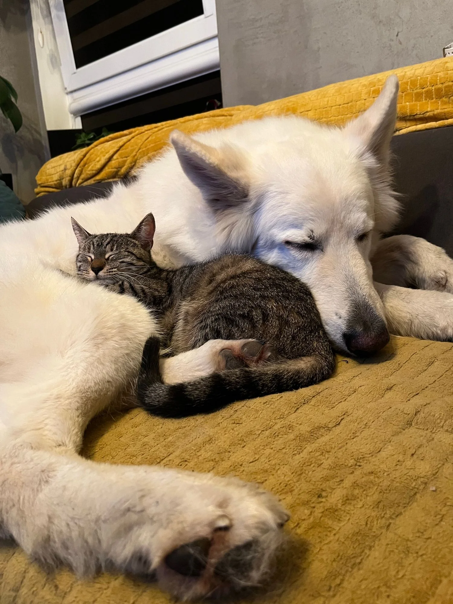 Integracja międzygatunkowa 