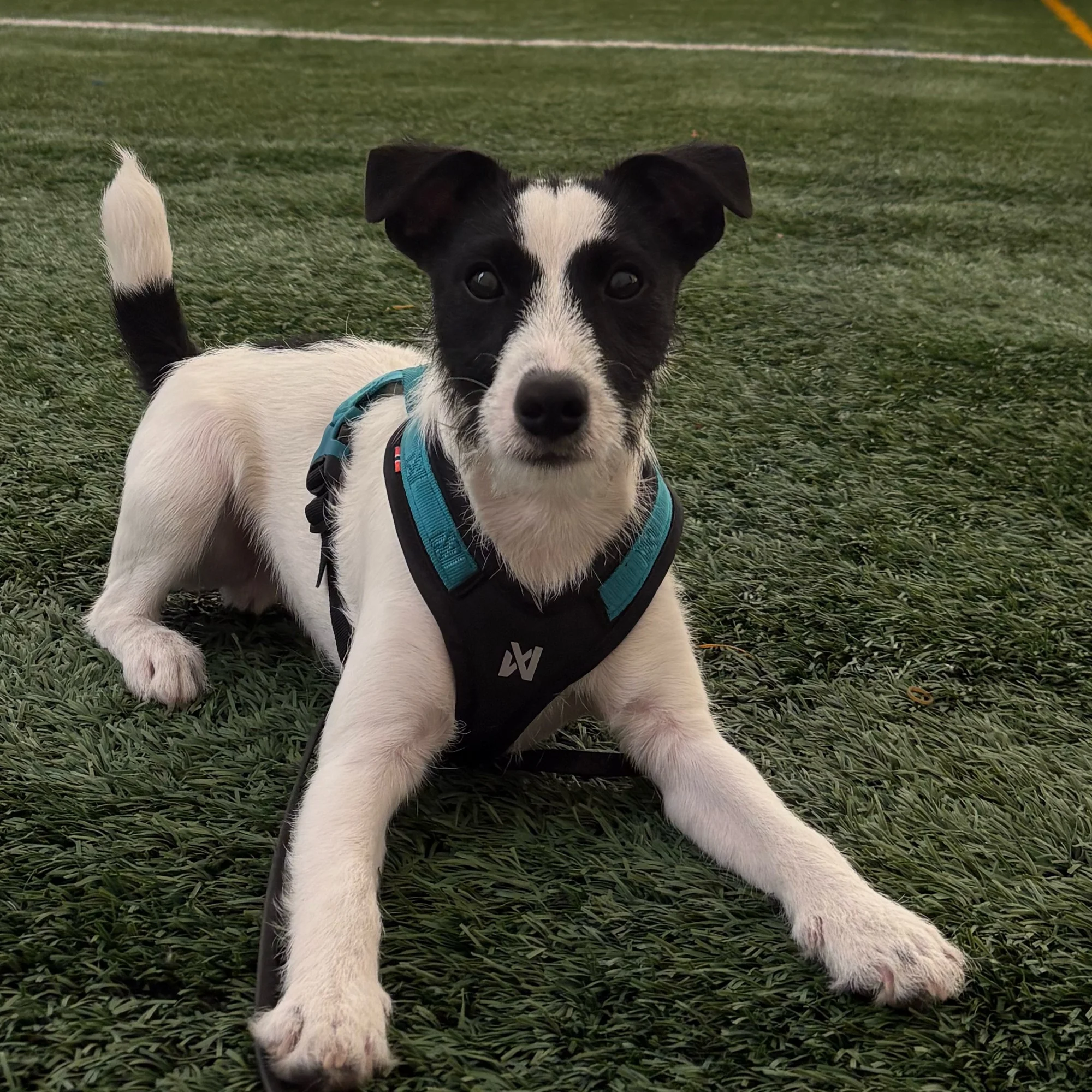 Kiko