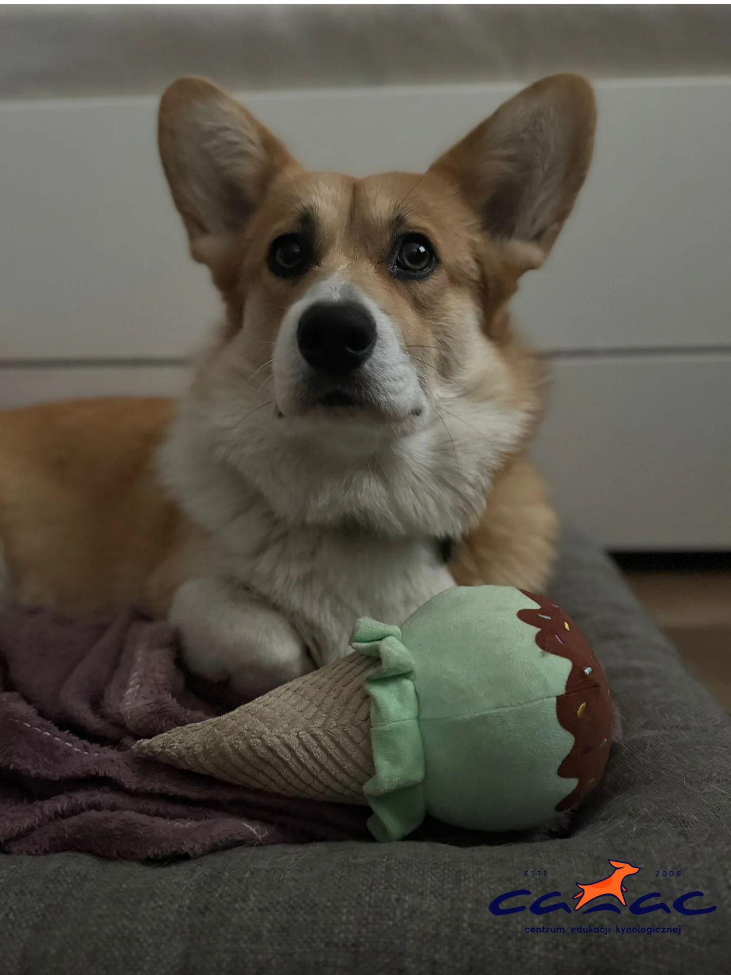 Zdjęcie klubu Canac Centrum Edukacji Kynologicznej