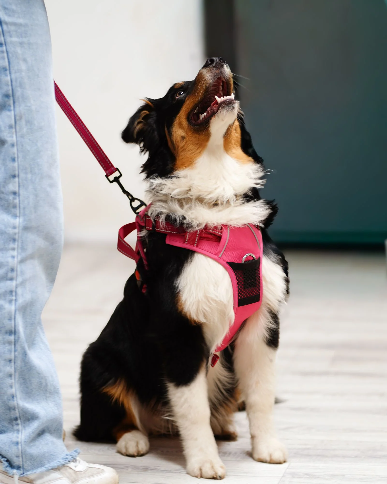 Zdjęcie klubu Canac Centrum Edukacji Kynologicznej